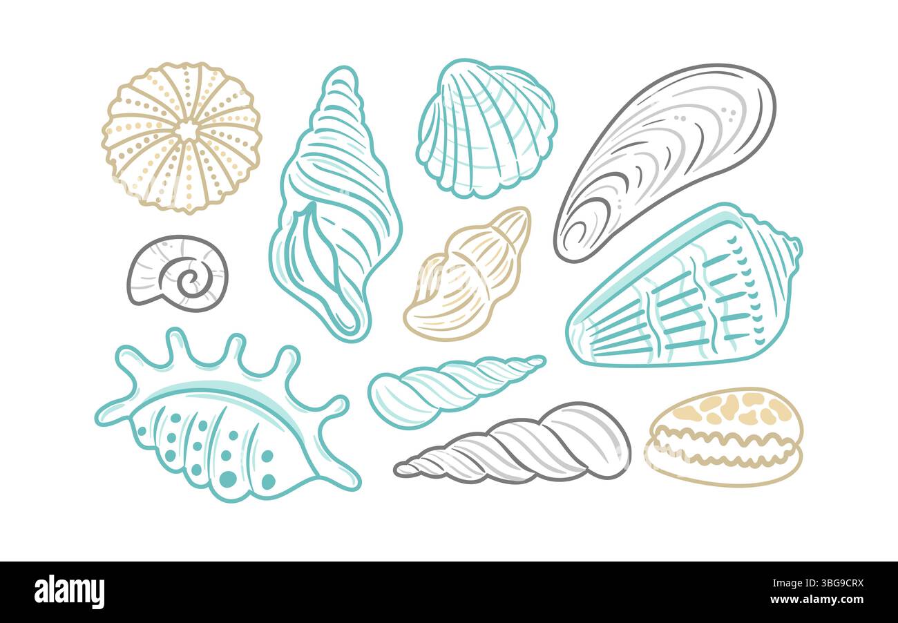 Un ensemble captivant d'illustrations illustrant divers modèles de coquillages. Ces contours complexes soulignent la beauté de la vie marine, les rendant Illustration de Vecteur