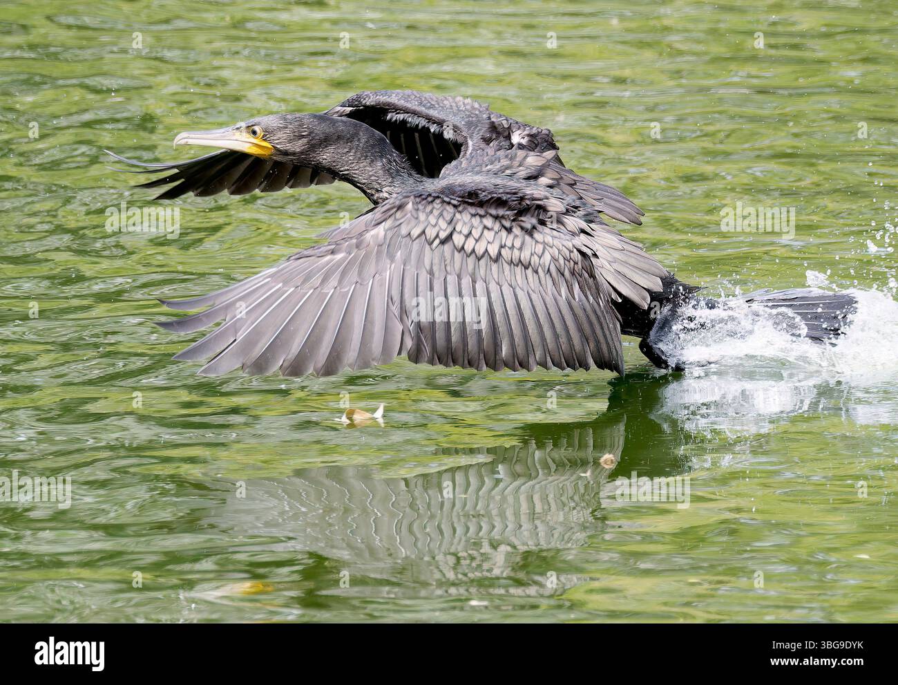 Grand cormorant, grand cormorant noir, grand cormorant, Kormoran, Phalacrocorax carbo, nagy kárókatona Banque D'Images