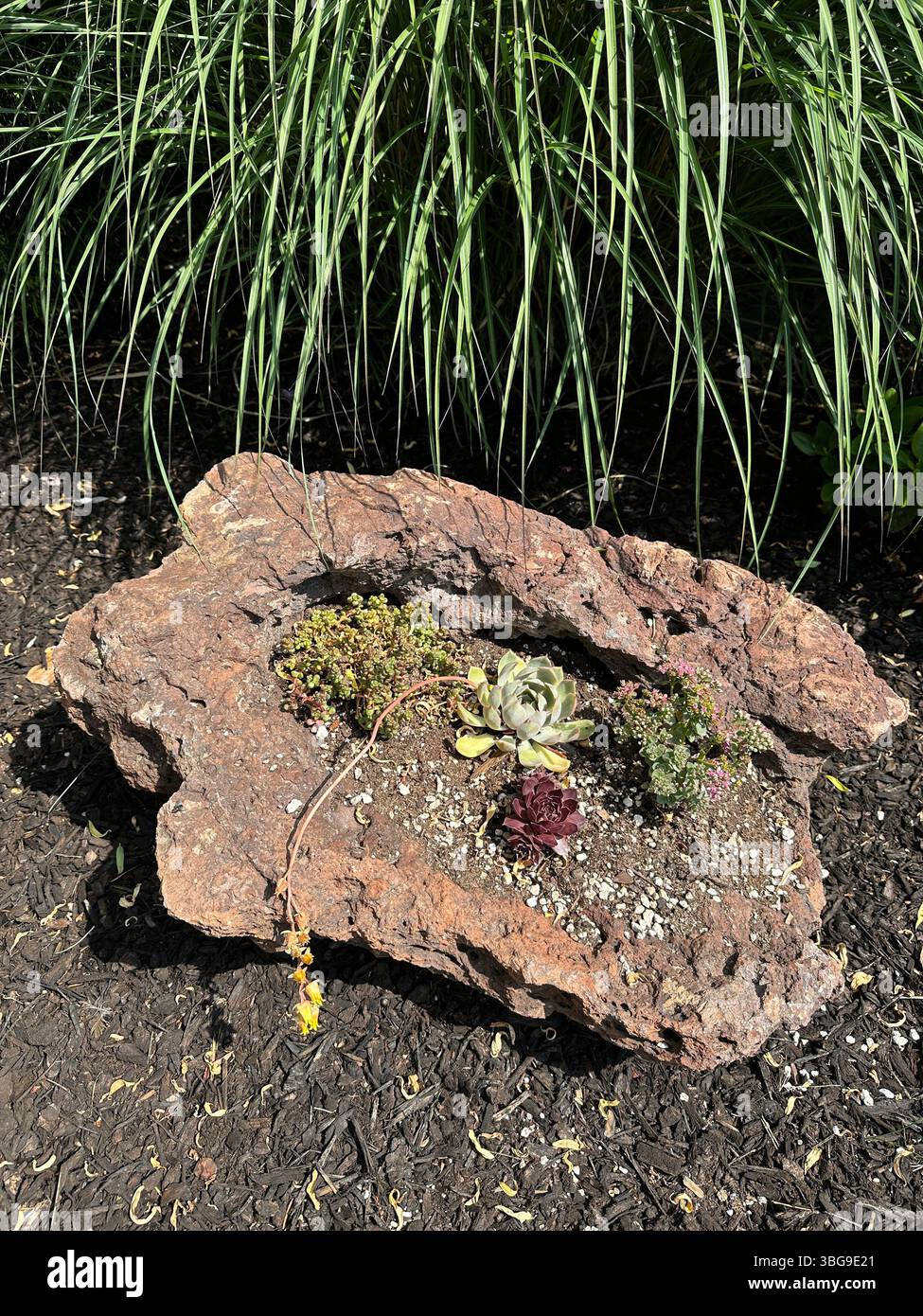 Plantes succulentes dans les roches en pot - roches volcaniques avec des trous - dans un jardin en plein air. Banque D'Images