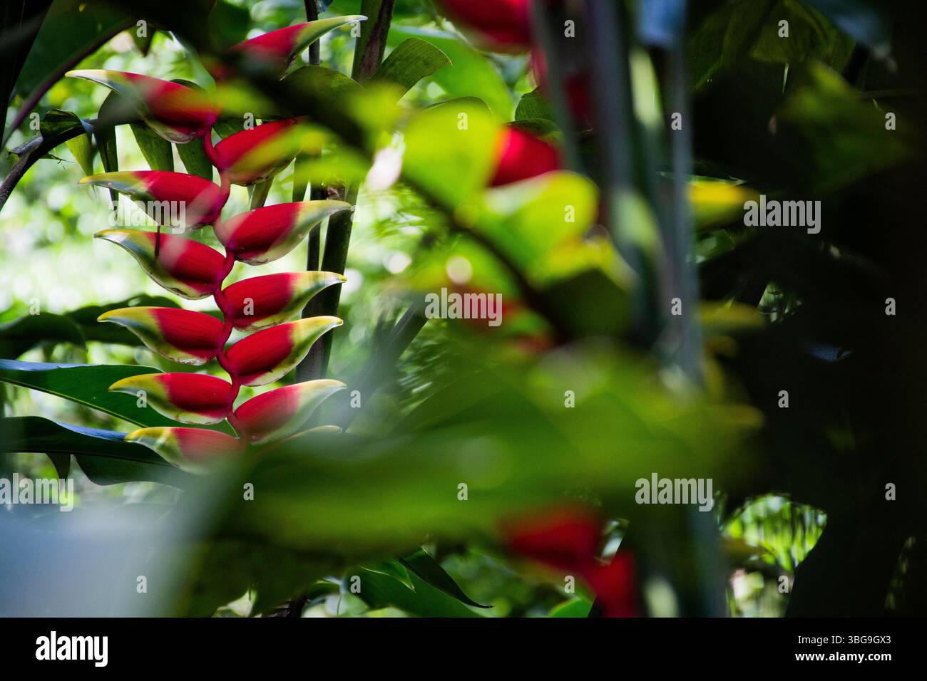 Red Heliconia rostrata, communément appelé une griffe de homard, est accroché dans un jardin luxuriant de végétation verte près de Medellin, en Colombie Banque D'Images Red Heliconia rostrata, communément appelé une griffe de homard, est accroché dans un jardin luxuriant de végétation verte près de Medellin, en Colombie Banque D'Images