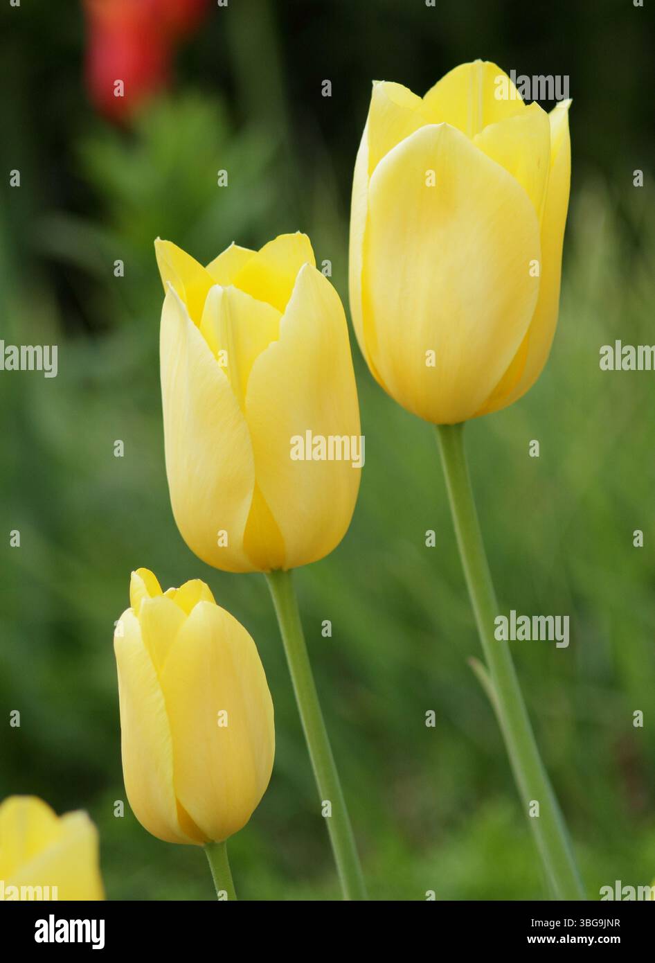 Tulipa Big Smile. Tulip Big Smile affichant de grandes fleurs jaunes fortes caractéristiques en avril. ROYAUME-UNI Banque D'Images
