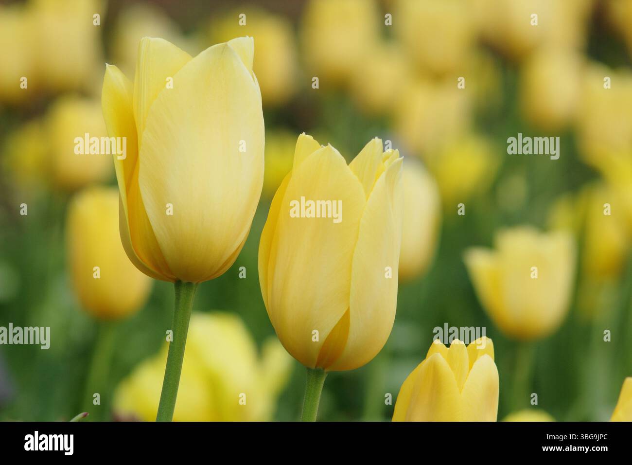 Tulipa Big Smile. Tulip Big Smile affichant de grandes fleurs jaunes fortes caractéristiques en avril. ROYAUME-UNI Banque D'Images