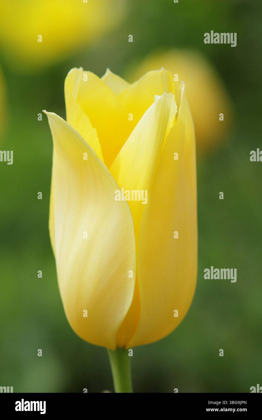 Tulipa Big Smile. Tulip Big Smile affichant de grandes fleurs jaunes fortes caractéristiques en avril. ROYAUME-UNI Banque D'Images