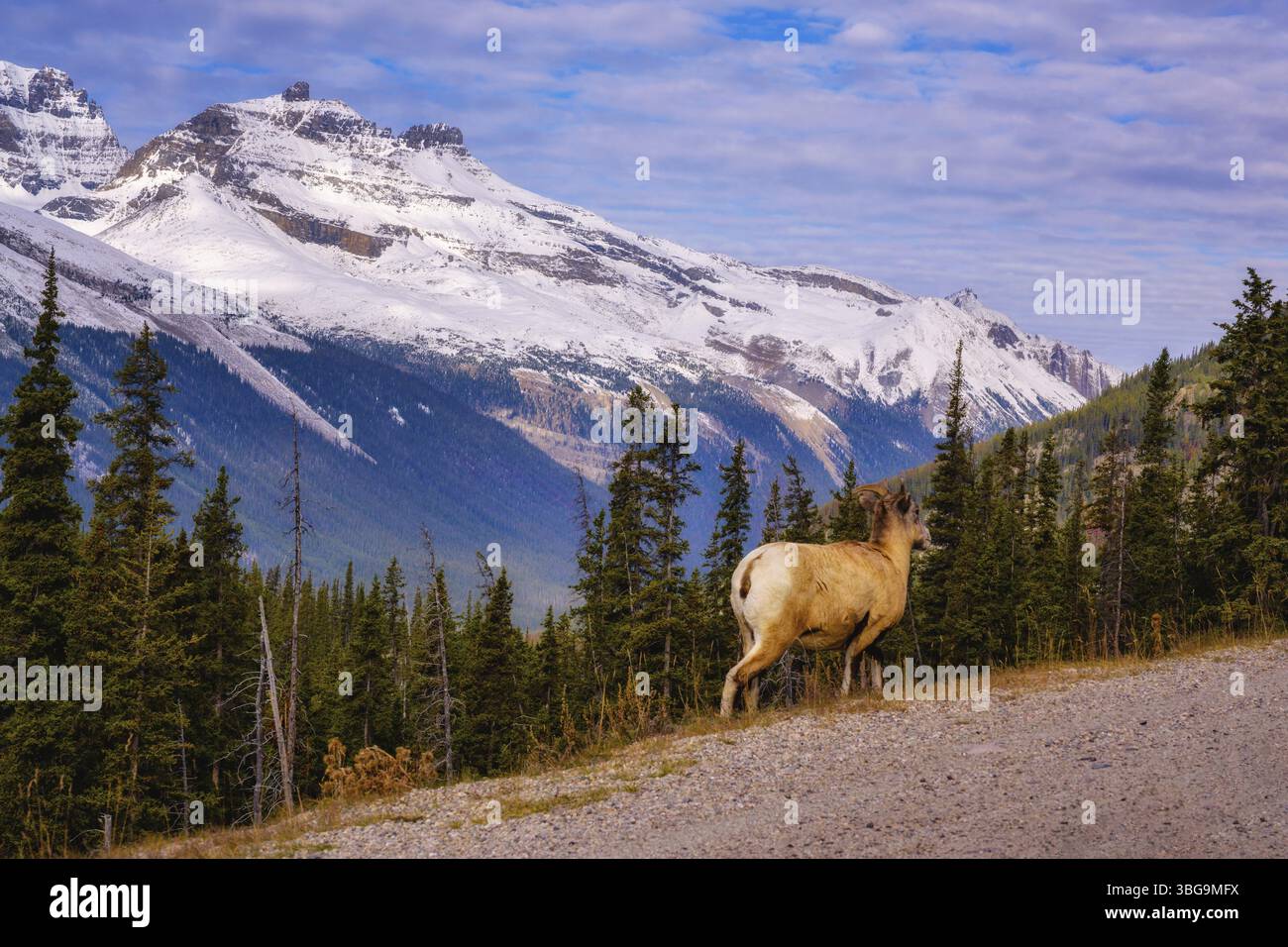 Belle scène de paysage d'automne avec des chèvres sauvages par la route dans l'ouest du Canada Banque D'Images