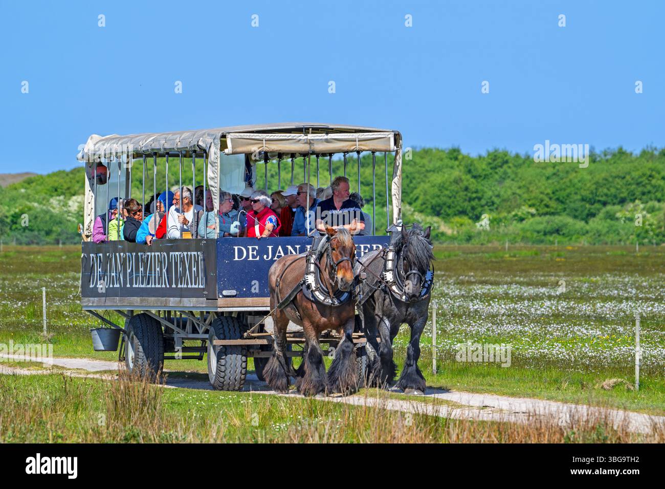 Deux chevaux de trait belges tirant de Jan Plezier Texel, chariot couvert avec des touristes, en visite à de Slufter, Hollande du Nord, pays-Bas Banque D'Images