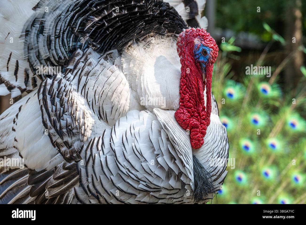 Royal Palm turkey (Meleagris gallopavo) et un paon coloré au Yellow River Wildlife Sanctuary à Lilburn, Géorgie, juste à l'est d'Atlanta. (ÉTATS-UNIS) Banque D'Images Royal Palm turkey (Meleagris gallopavo) et un paon coloré au Yellow River Wildlife Sanctuary à Lilburn, Géorgie, juste à l'est d'Atlanta. (ÉTATS-UNIS) Banque D'Images