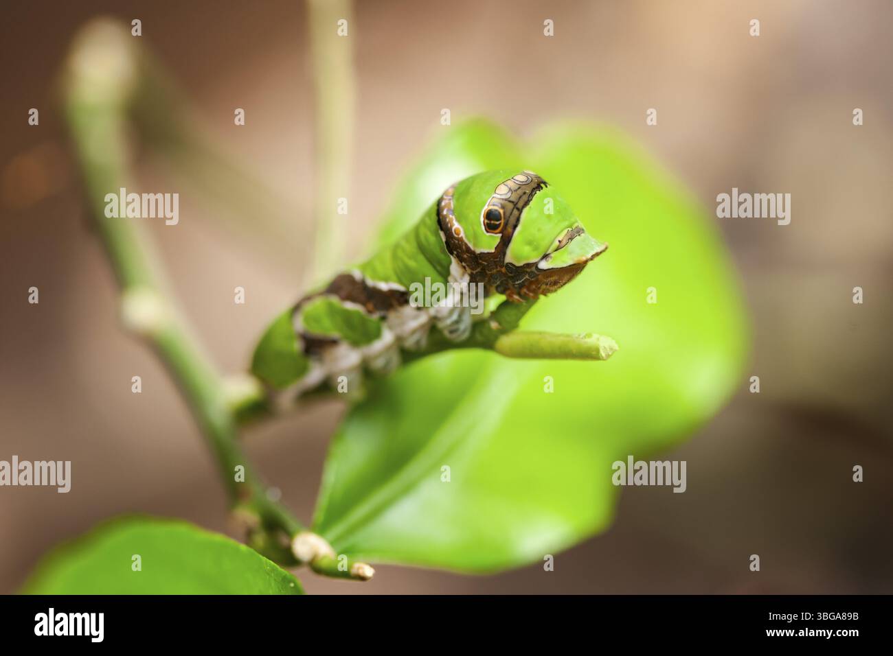 Vue complète du corps de la chenille du papillon vert de papillons de papillons de papillons de paon (Lat : Luna Moth) assis sur une tige de feuille mangée Banque D'Images