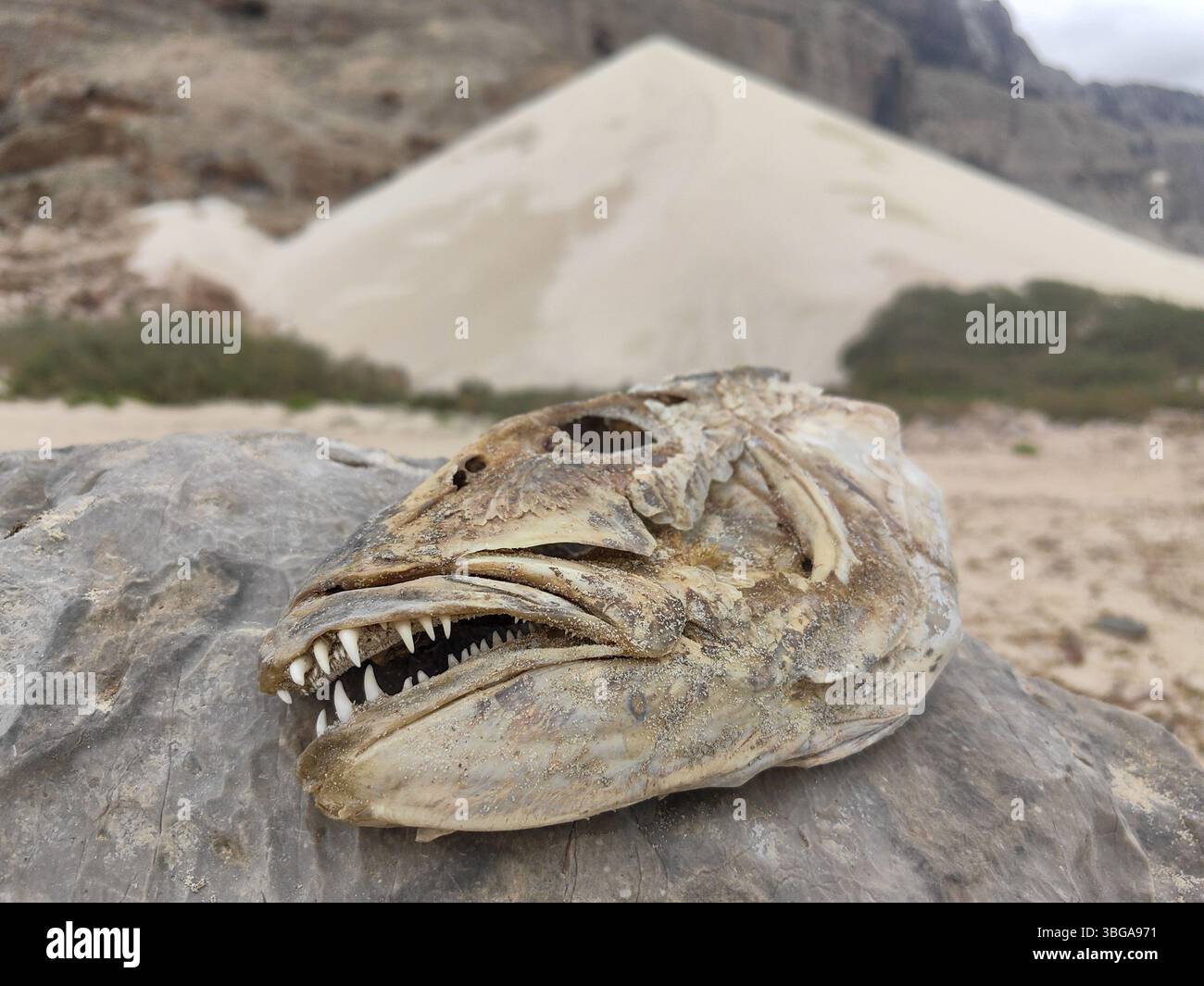 En arrière-plan une haute dune de sable sur l'île yéménite de Socotra Banque D'Images
