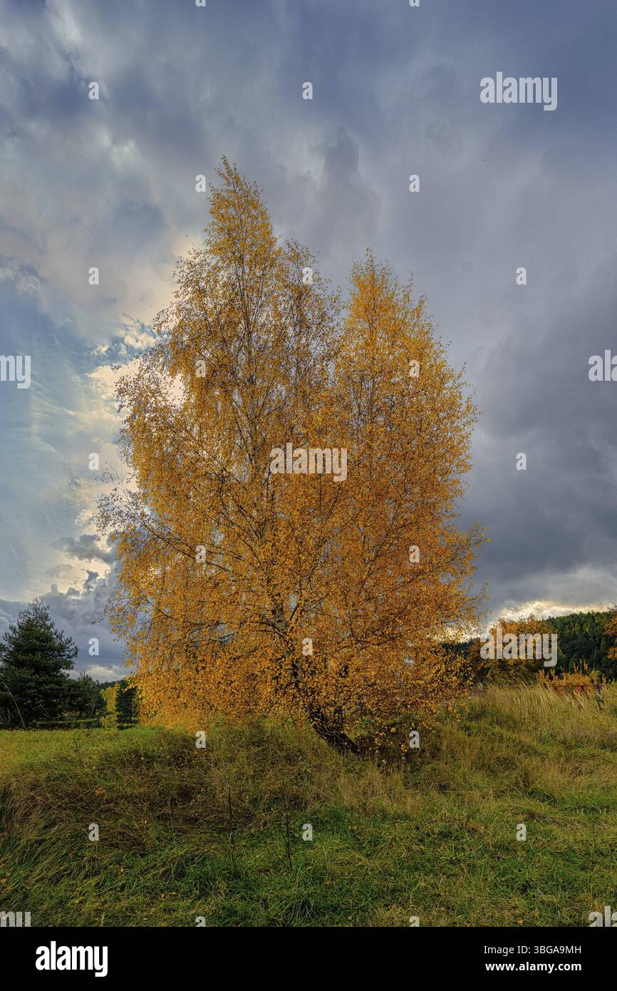 Arbre avec des feuilles colorées et de l'herbe verte en automne en Slovaquie Banque D'Images
