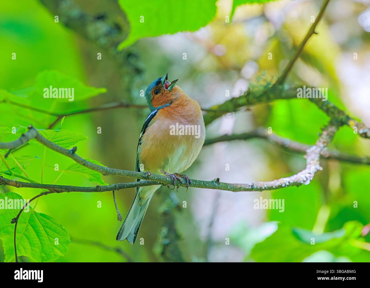 Le Chaffinch eurasien, Chaffinch commun, ou simplement le Chaffinch - Fringilla coelebs est un petit oiseau passerin commun et répandu chez le finch Banque D'Images