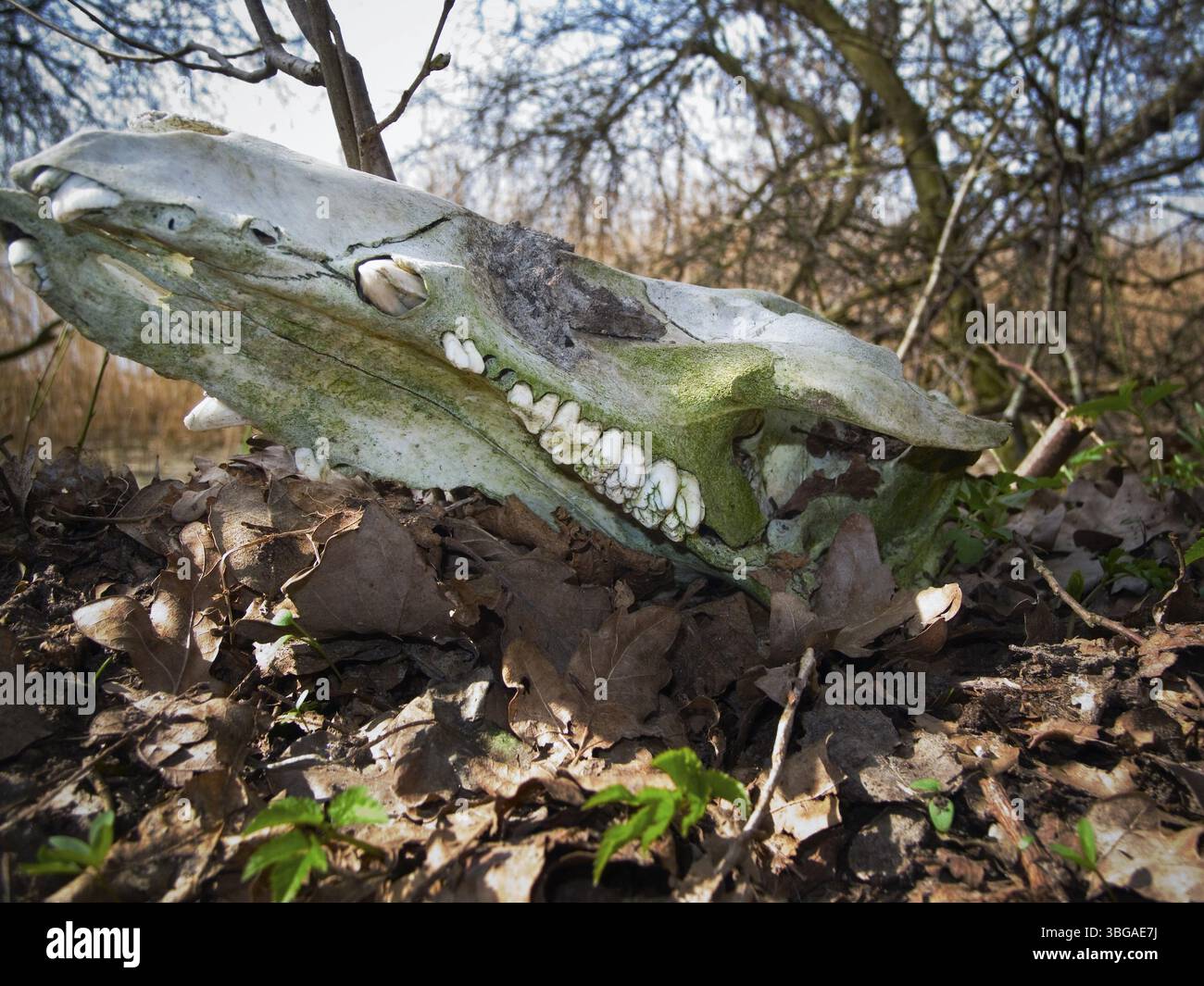 Gros plan d'un os de crâne de sanglier légèrement mousseux (sus scrofa) sur le plancher forestier, lieu de découverte : bordure forestière île d'Usedom / Allemagne à l'Ach Banque D'Images Gros plan d'un os de crâne de sanglier légèrement mousseux (sus scrofa) sur le plancher forestier, lieu de découverte : bordure forestière île d'Usedom / Allemagne à l'Ach Banque D'Images