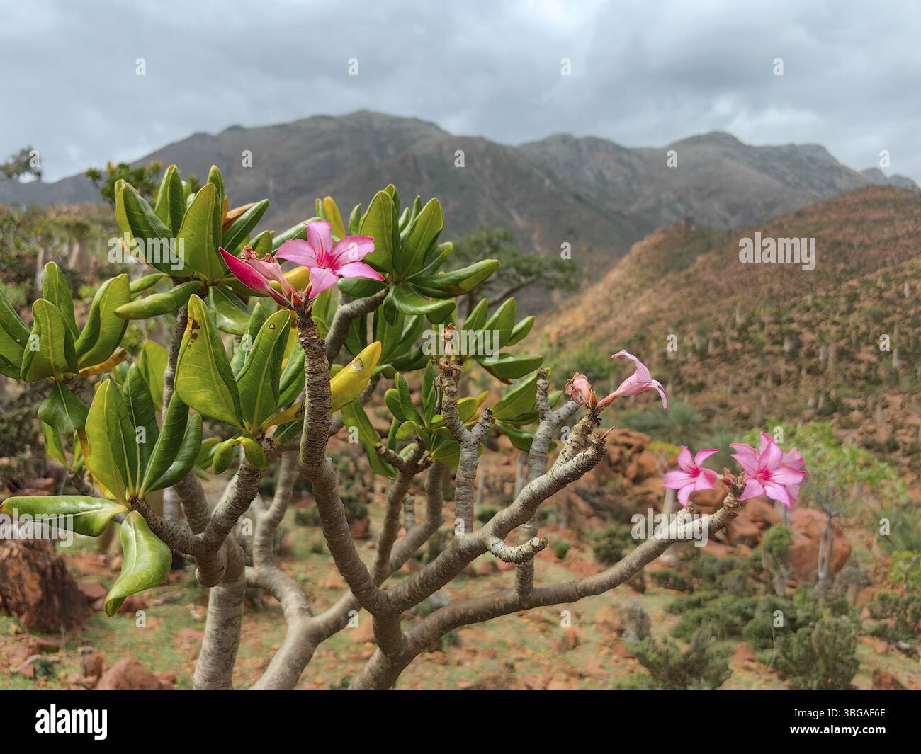 Lever de soleil sur la vallée rocheuse de Kalysan sur l'île de Socotra, Yémen, Asie Banque D'Images