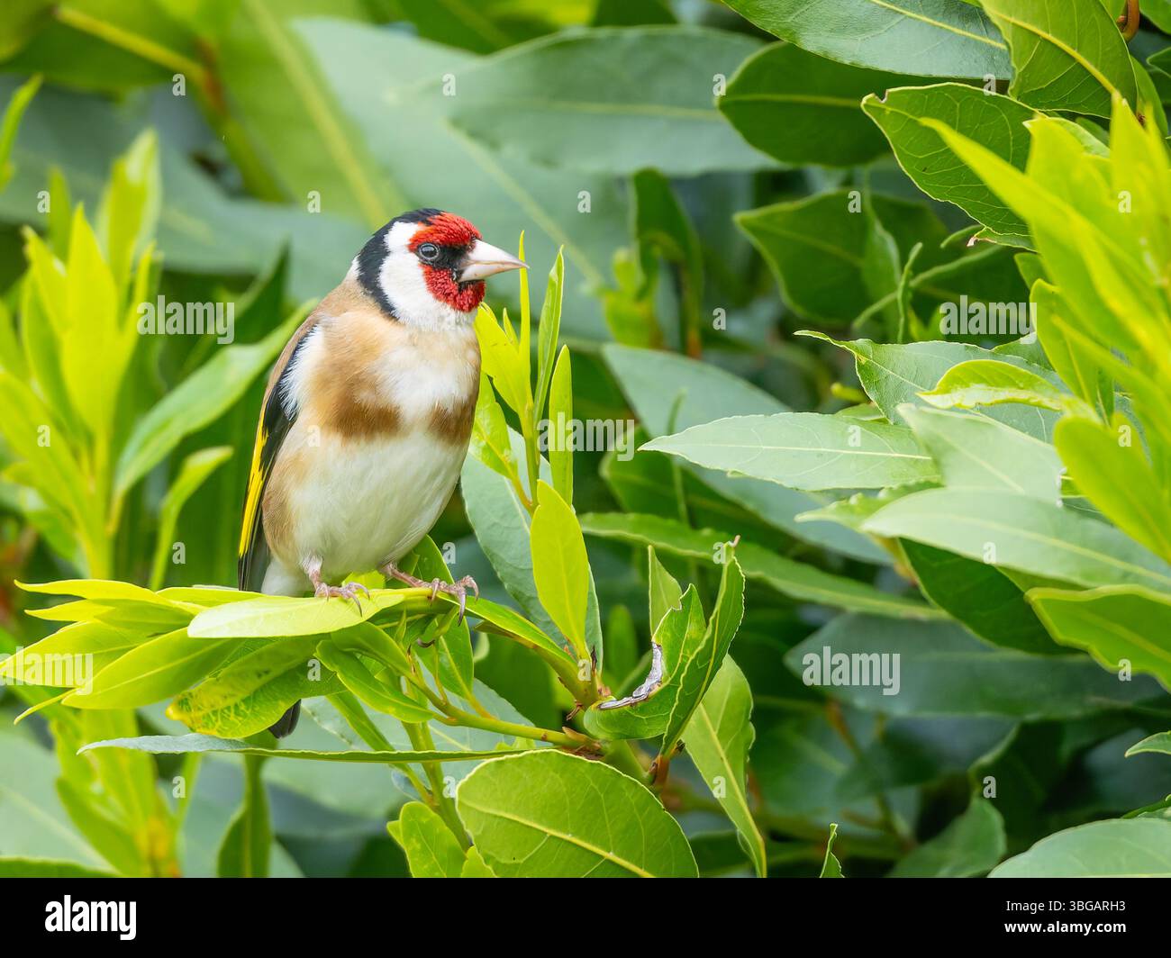 Un orfèvre européen, (Carduelis carduelis), perché dans un arbre. Banque D'Images