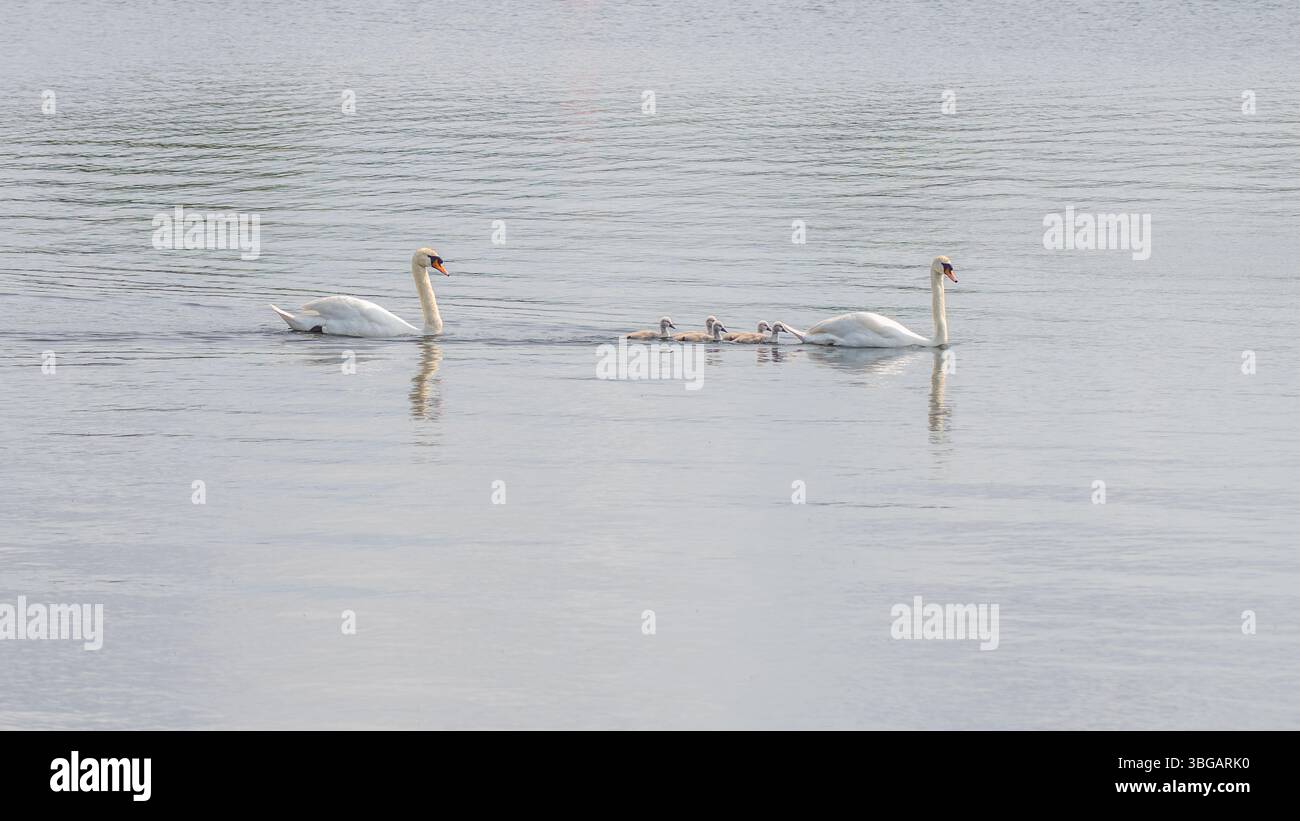 Une famille de cygnes muets, Cygnus olor, nageant à travers un lac. Banque D'Images