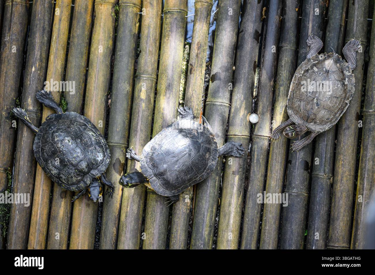 Description : vue de dessus de trois tortues s'étirant et se relaxant. Baden-Württemberg, Allemagne. Banque D'Images