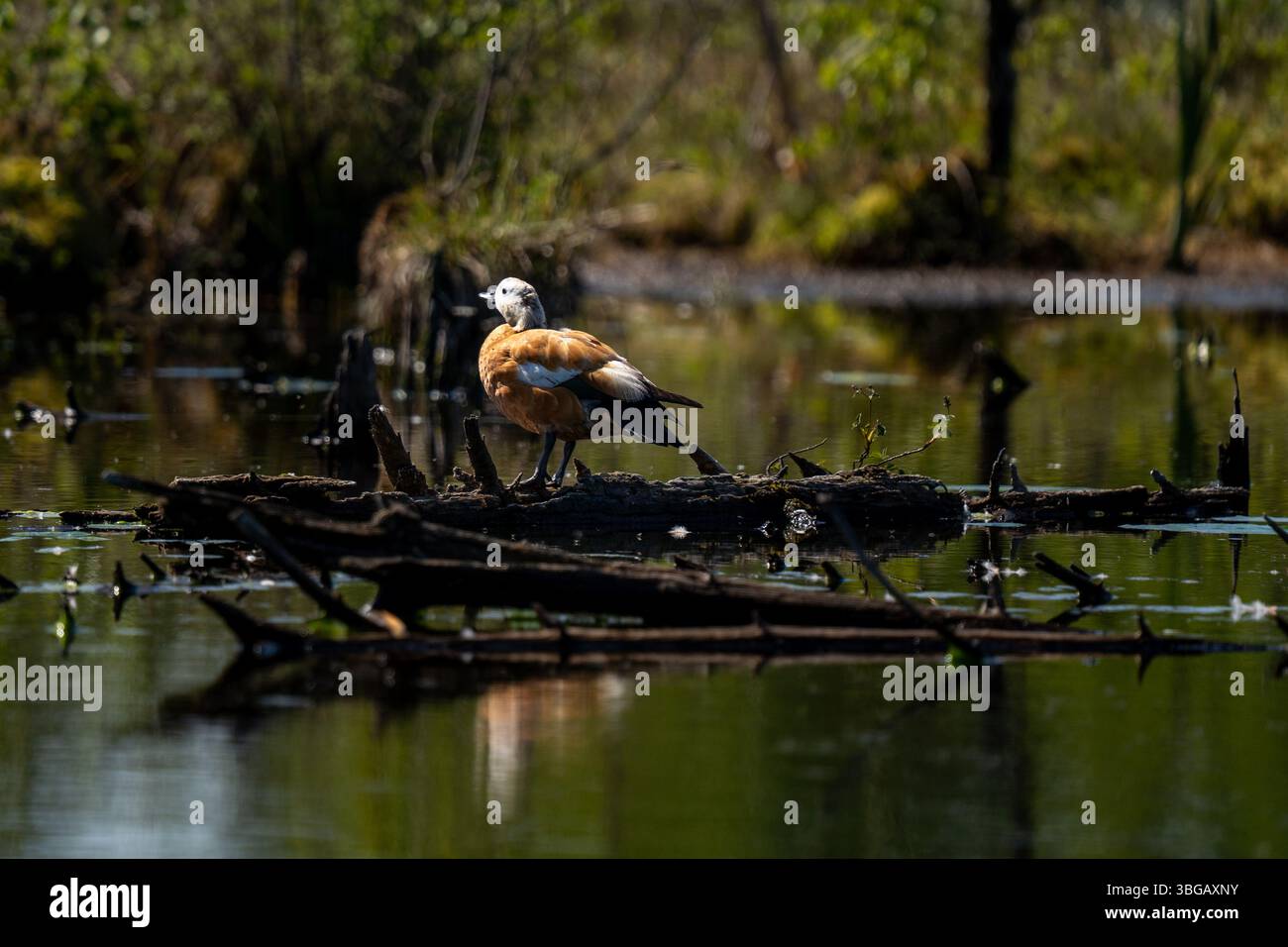 Ruddy Shelduck sur les bûches à Moorland Pond Banque D'Images