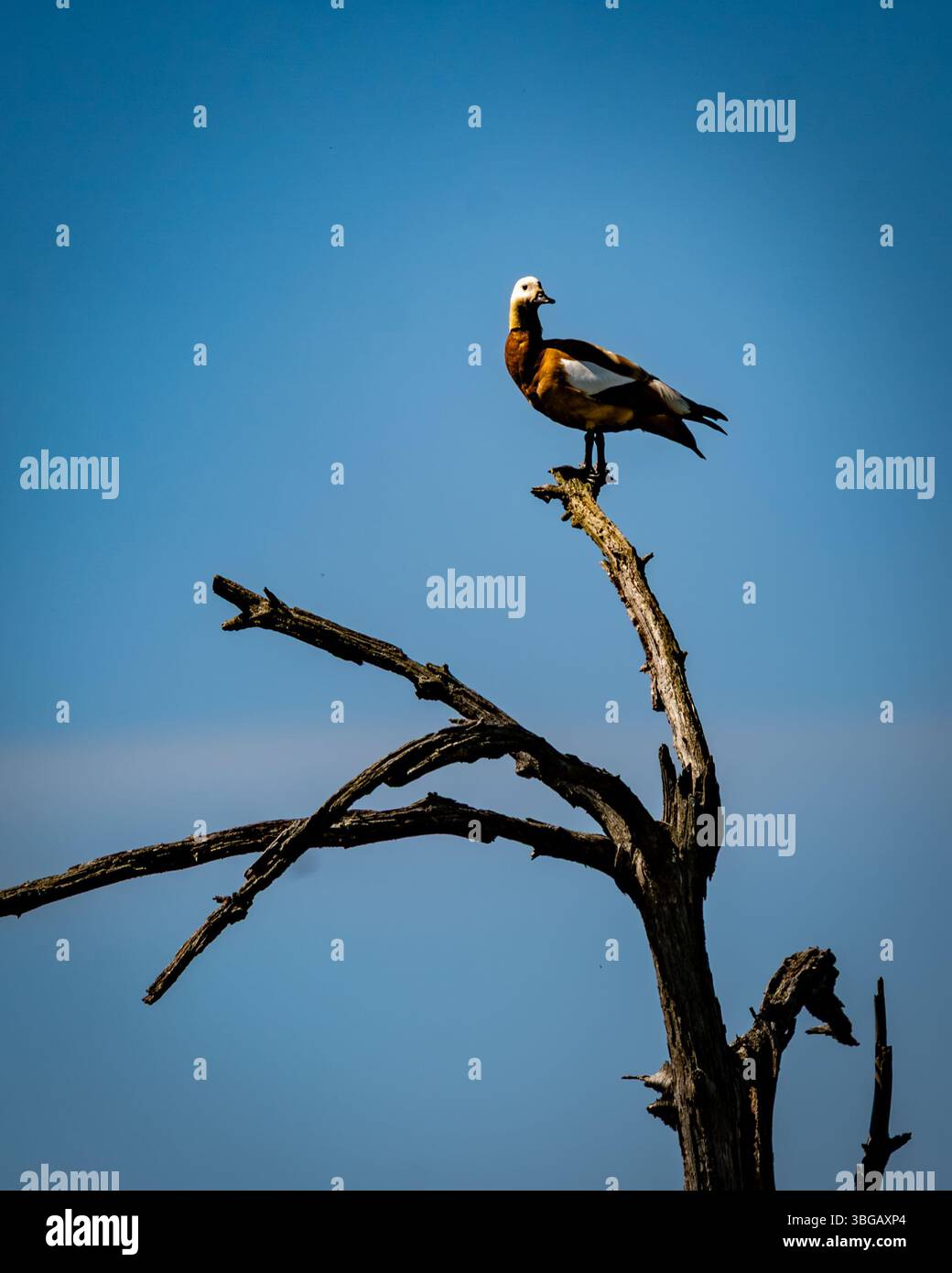 Shelcanard Ruddy perché sur Dead Tree contre Blue Sky Banque D'Images