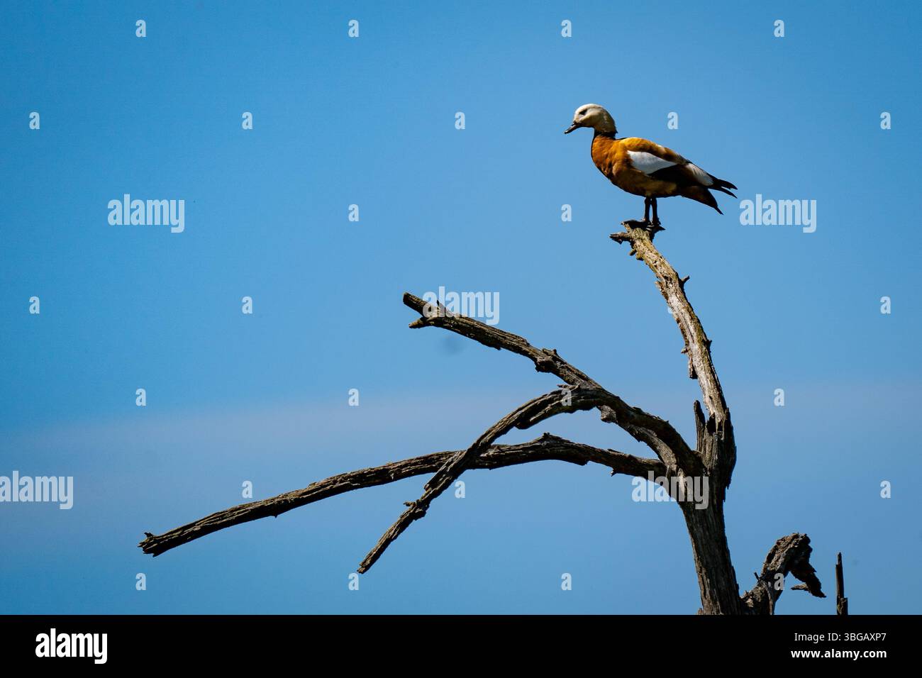 Shelcanard Ruddy perché sur Dead Tree contre Blue Sky Banque D'Images