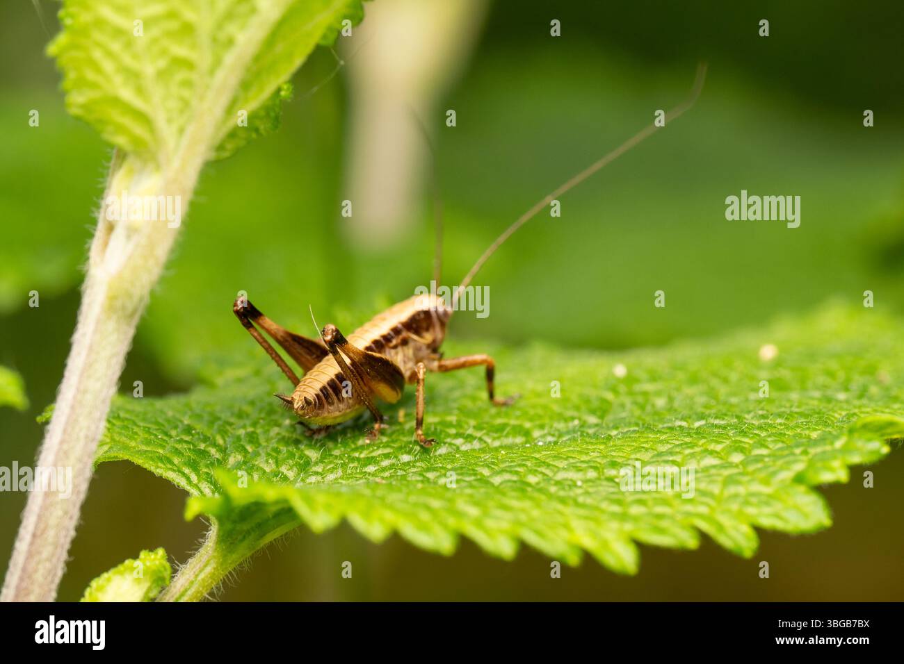 Griseoaptera (PHolidoptera griseoaptera) perché sur feuille verte, gros plan, Yonne, France. Banque D'Images