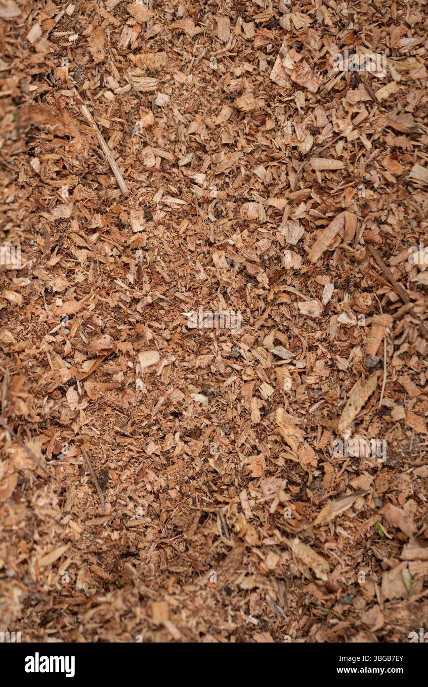 Photo plein cadre de texture de paillis de bois haché idéal pour la conception de jardin, matériaux d'énergie renouvelable, textures naturelles, produits d'aménagement paysager ou backgroun Banque D'Images