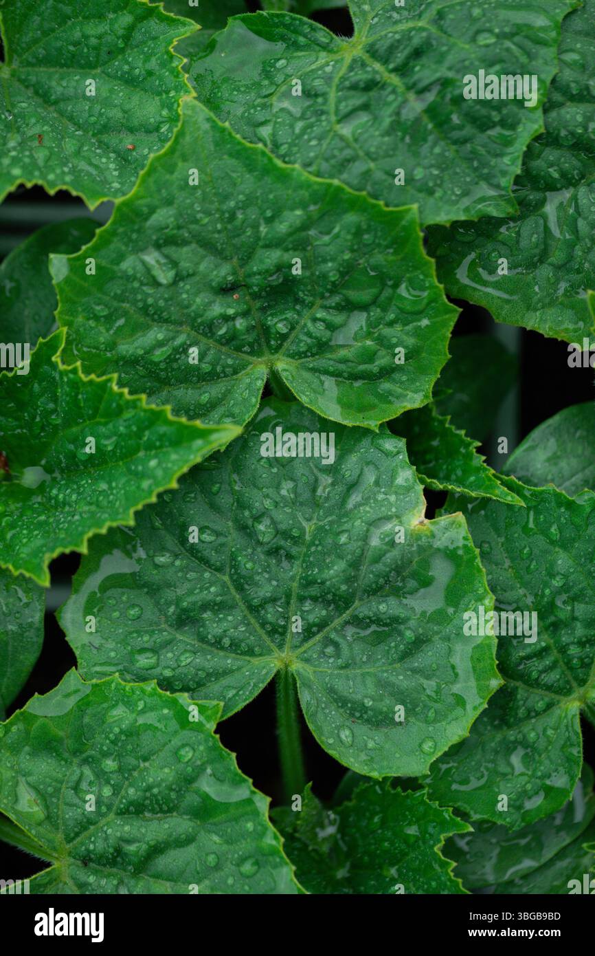 Image en gros plan de la surface de la plante feuillue avec de la rosée et des gouttes de pluie, soulignant la fraîcheur de l'environnement, le mode de vie organique, le jardinage et la beauté brute Banque D'Images