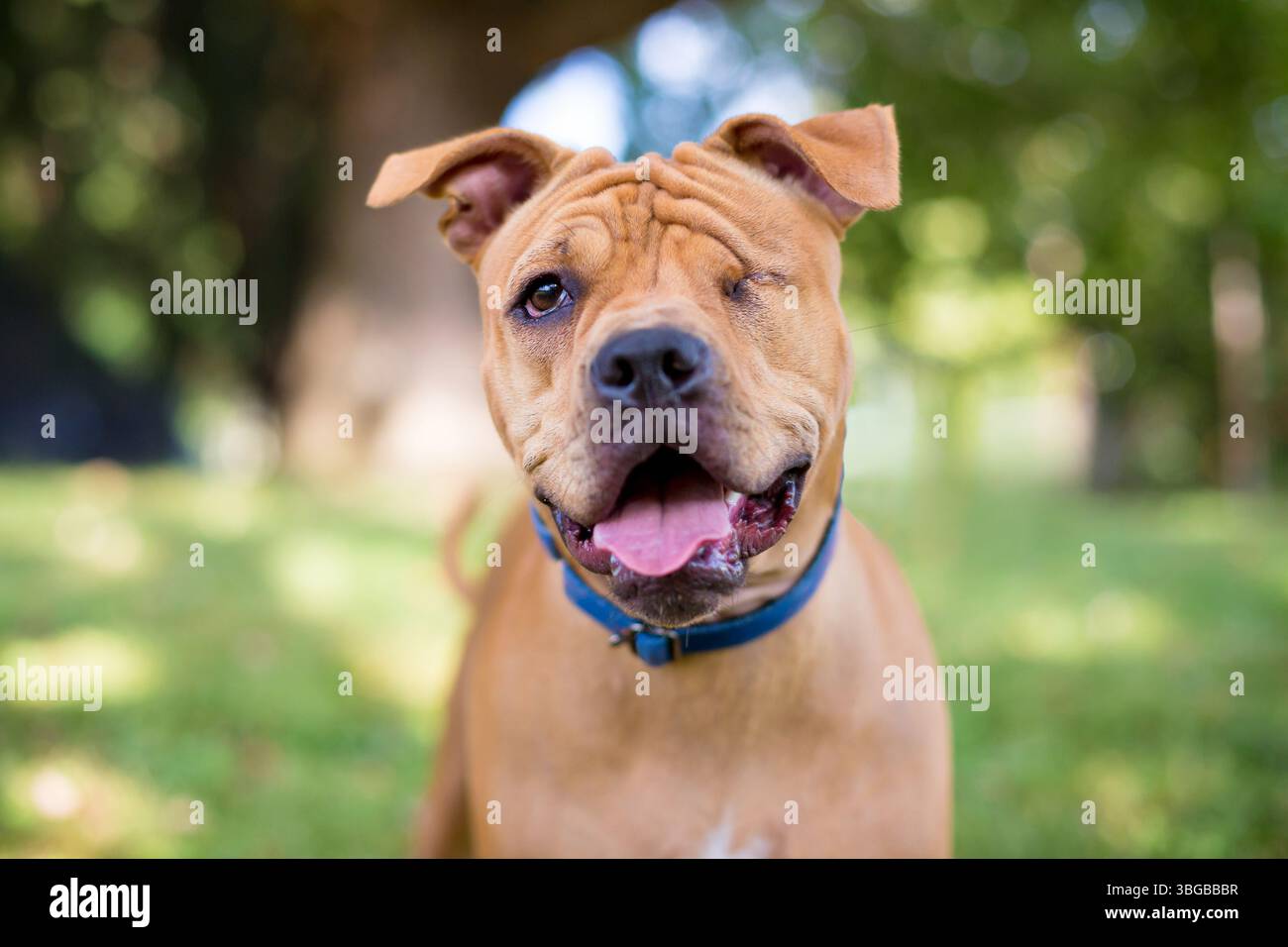 Chien Shar Pei de race mixte borgne d'une expression joyeuse Banque D'Images