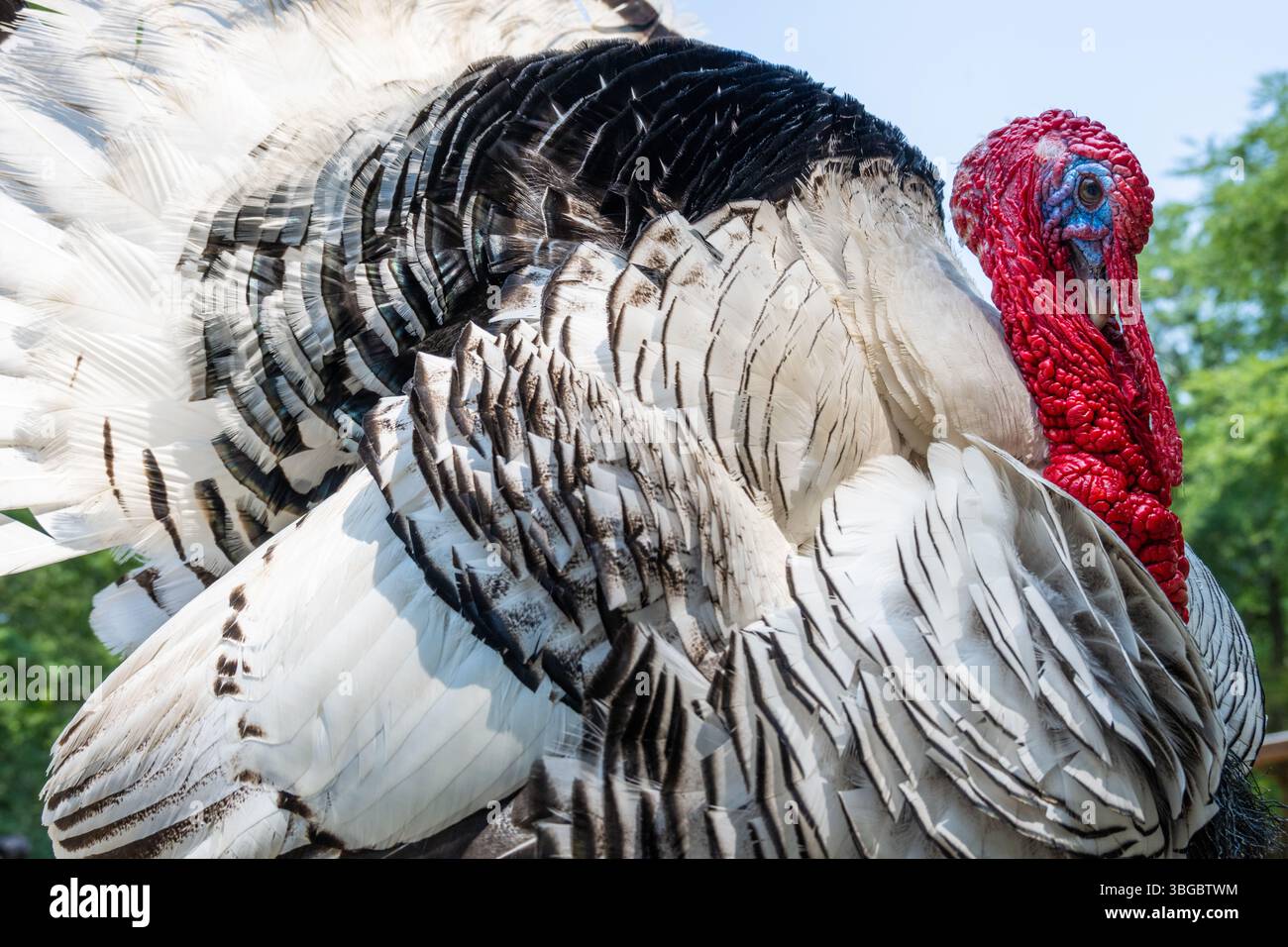 Royal Palm turkey (Meleagris gallopavo) au sanctuaire de faune de la rivière jaune à Lilburn, Géorgie, juste à l'est d'Atlanta. (ÉTATS-UNIS) Banque D'Images Royal Palm turkey (Meleagris gallopavo) au sanctuaire de faune de la rivière jaune à Lilburn, Géorgie, juste à l'est d'Atlanta. (ÉTATS-UNIS) Banque D'Images