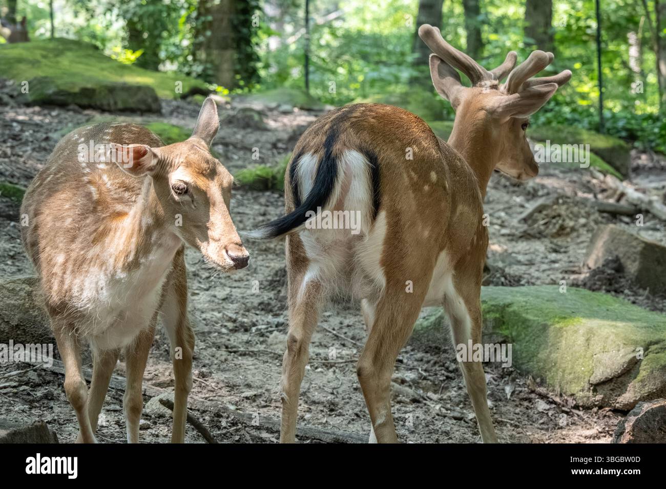 Cerf en jachère (dama dama) sur une colline boisée au Yellow River Wildlife Sanctuary à Lilburn, en Géorgie, juste à l'est d'Atlanta. (ÉTATS-UNIS) Banque D'Images
