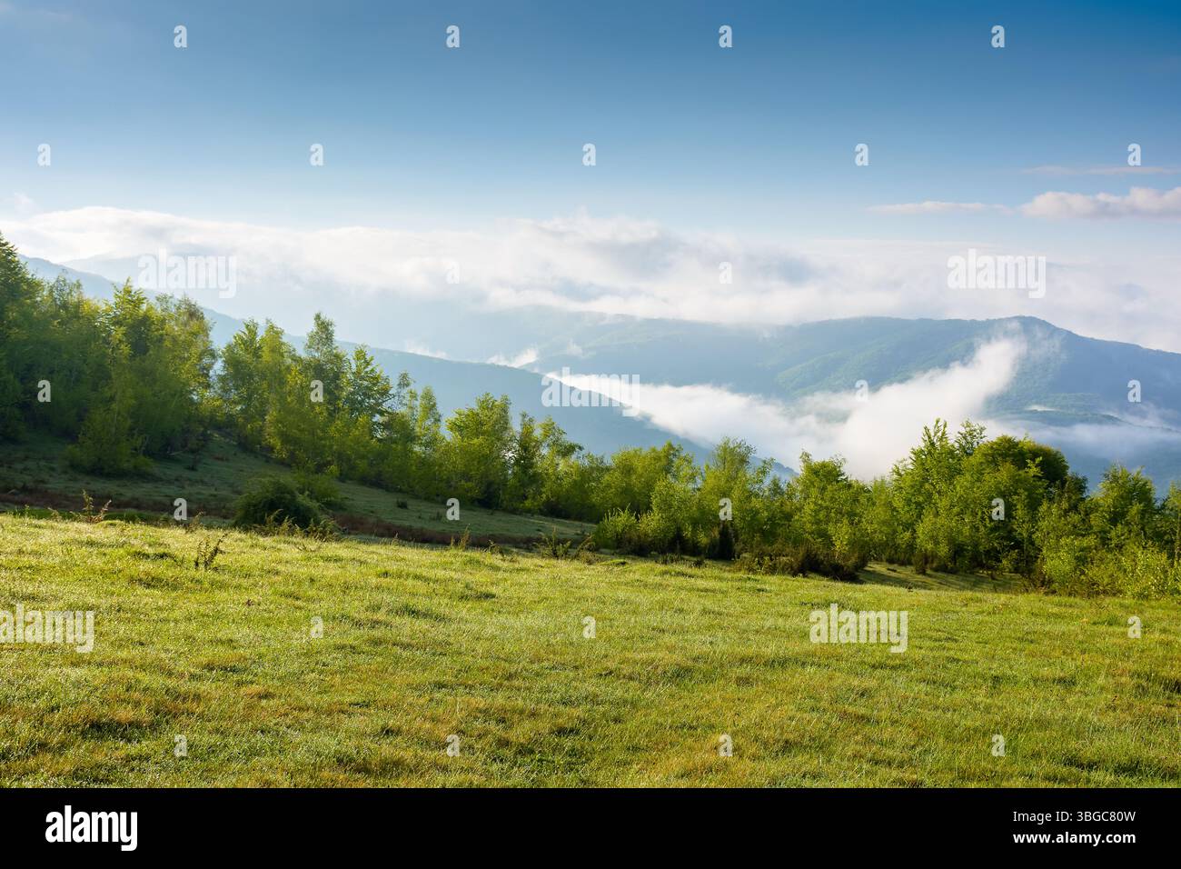 paysage de montagne de campagne avec brouillard matinal. paysage alpin de transcarpathie ensoleillée sous ciel bleu avec des nuages. forêt derrière la prairie sur l'ed Banque D'Images
