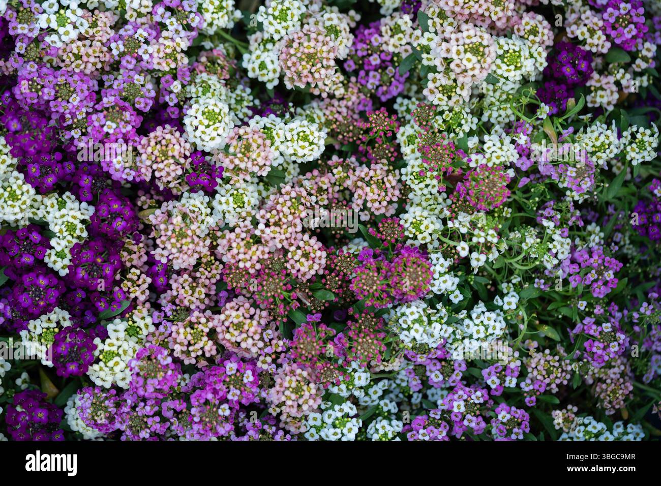 Belles fleurs d'alyssum de jardin fleurissant dans des tons pastel vifs, capturées dans les moindres détails d'en haut pour montrer la symétrie florale et la diversité Banque D'Images
