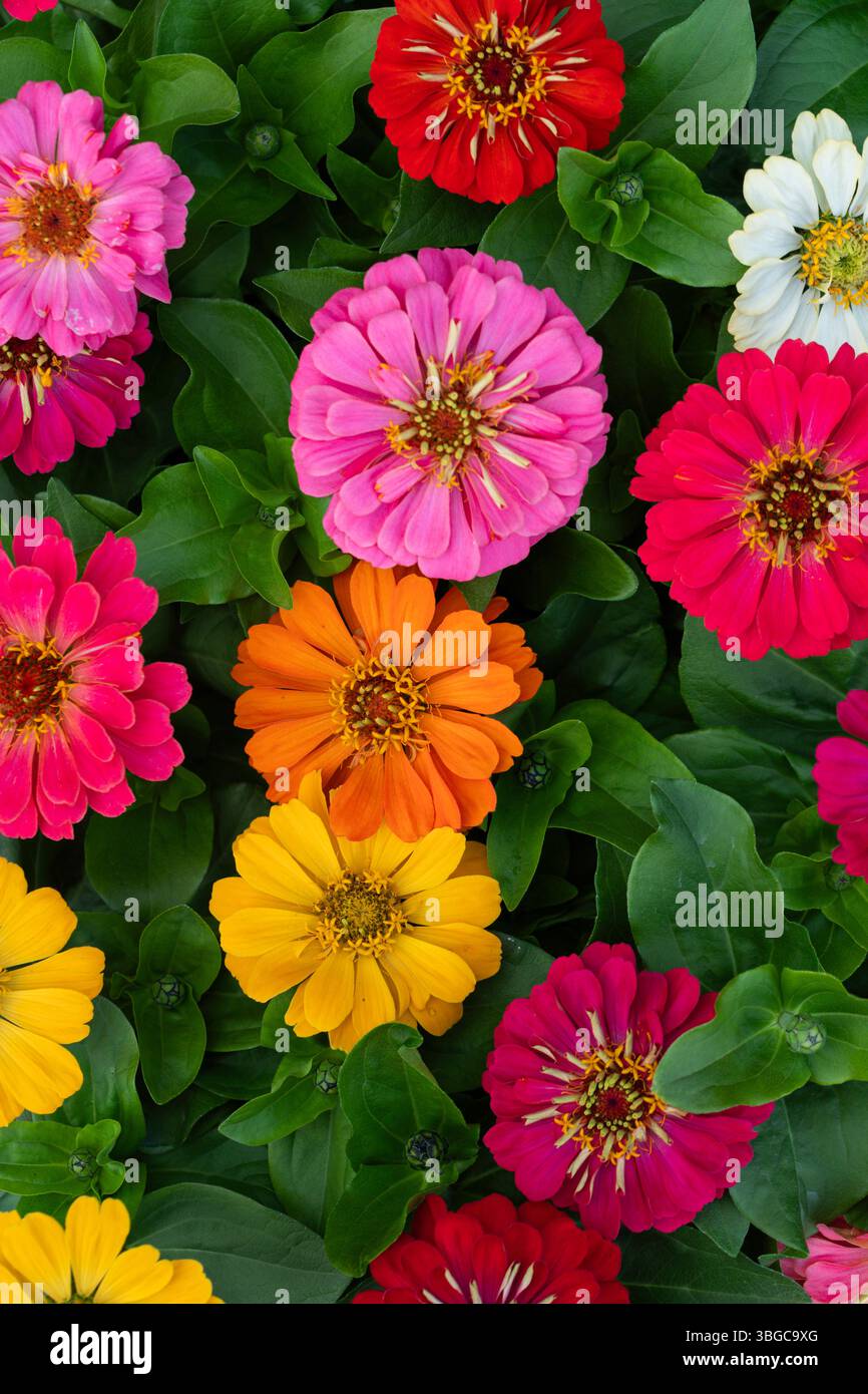 Plat artistique de fleurs de zinnia assorties formant une palette d'arc-en-ciel joyeuse avec une texture feuillue, parfait pour les modèles de médias sociaux, scrapbooking Banque D'Images
