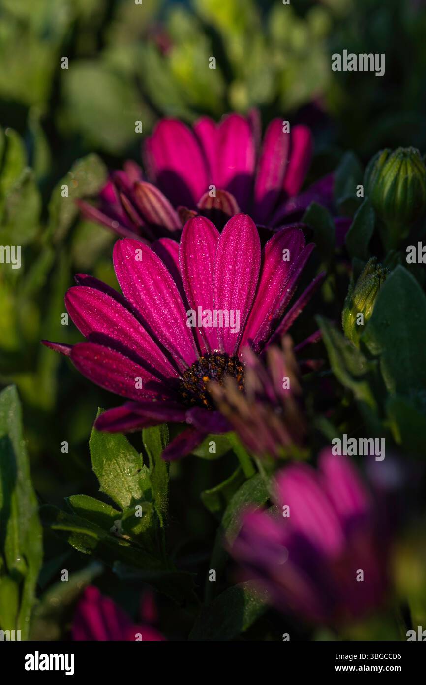 Vue détaillée de haut en bas des fleurs de marguerites violettes avec des centres noirs et des accents jaunes, entourées de feuillage vert - parfait pour les photos de stock liées Banque D'Images