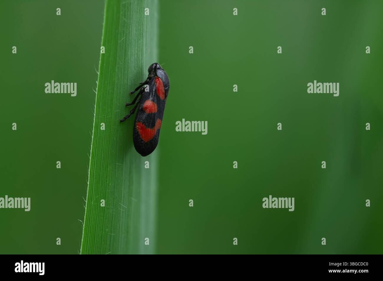 Photographie d'insectes macro d'espèces de panoupes rouges et noires accrochées à la tige verte dans un habitat naturel mettant l'accent sur la texture des couleurs vibrantes et le biolo Banque D'Images
