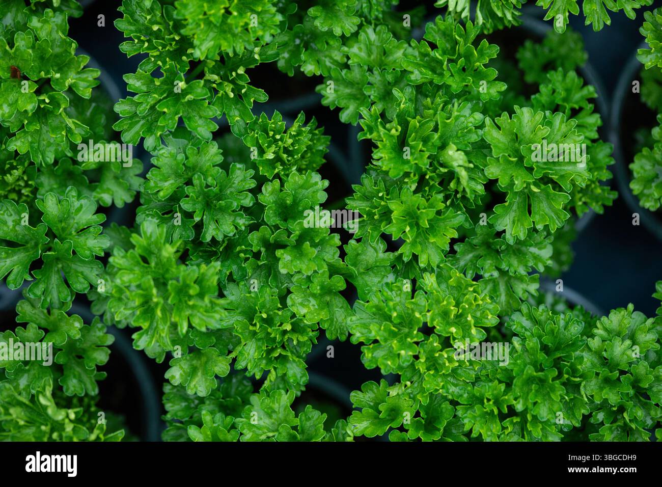 Herbe de persil bouclé poussant dans des pots, vue de dessus de feuilles vertes fraîches parfaites pour une utilisation culinaire ou de jardinage Banque D'Images