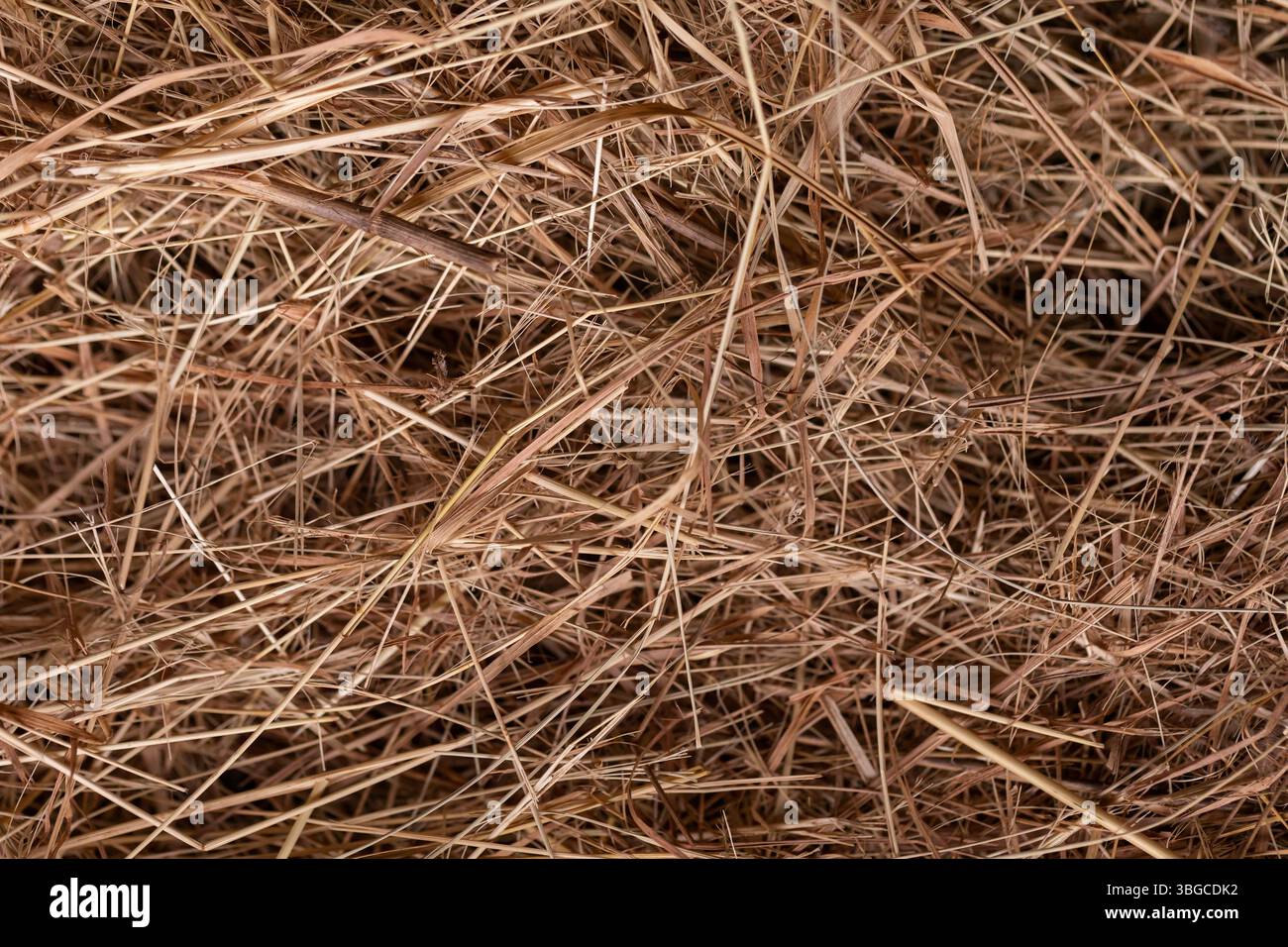 Texture détaillée de foin jaune séché créant un motif organique complexe, adapté aux milieux naturels, aux visuels agricoles et rustiques ruraux Banque D'Images