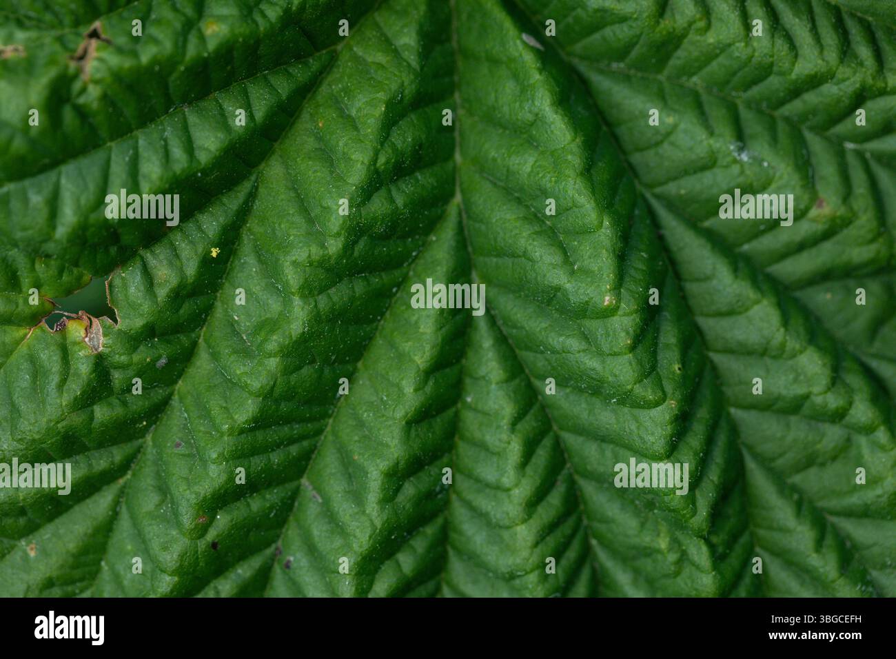 Photo détaillée de la surface foliaire capturant des crêtes profondes et des motifs de veines linéaires dans des tons verts vifs, idéal pour les arrière-plans macro et les projets de biologie Banque D'Images