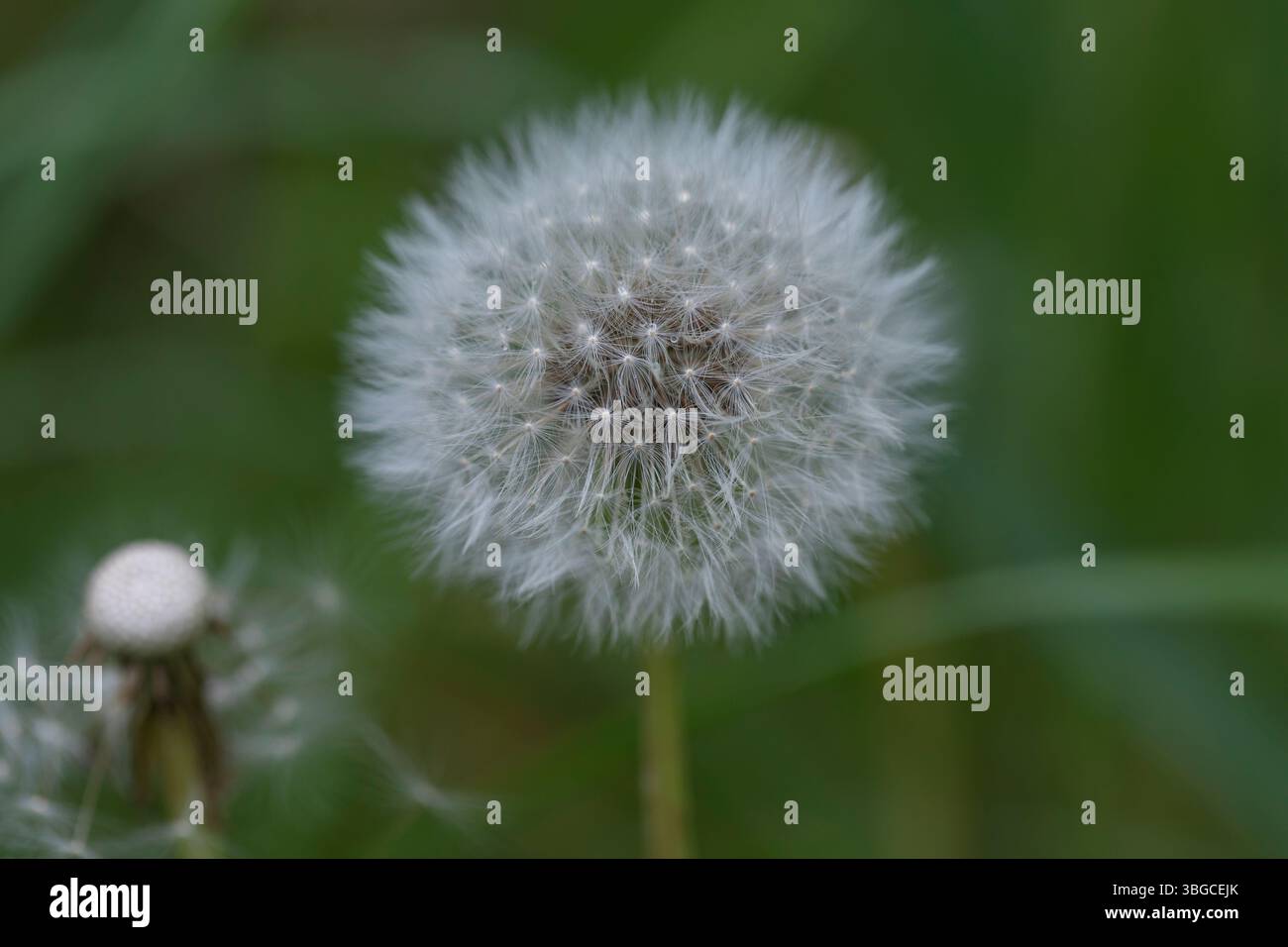 Image macro détaillée d'une horloge de pissenlit blanc dans un champ, avec des filaments fins et un fuzz doux, prêt à flotter loin avec une brise, symbole du changement Banque D'Images