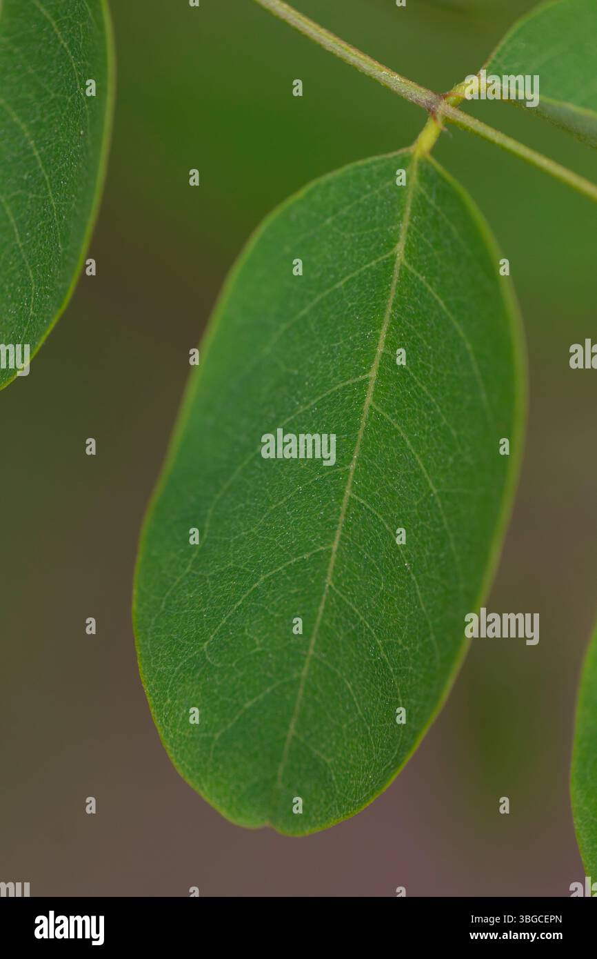Plan macro de feuille vert éclatant montrant des motifs veineux complexes et une structure de surface naturelle, idéal pour les thèmes environnementaux, la photographie de la nature, ou Banque D'Images