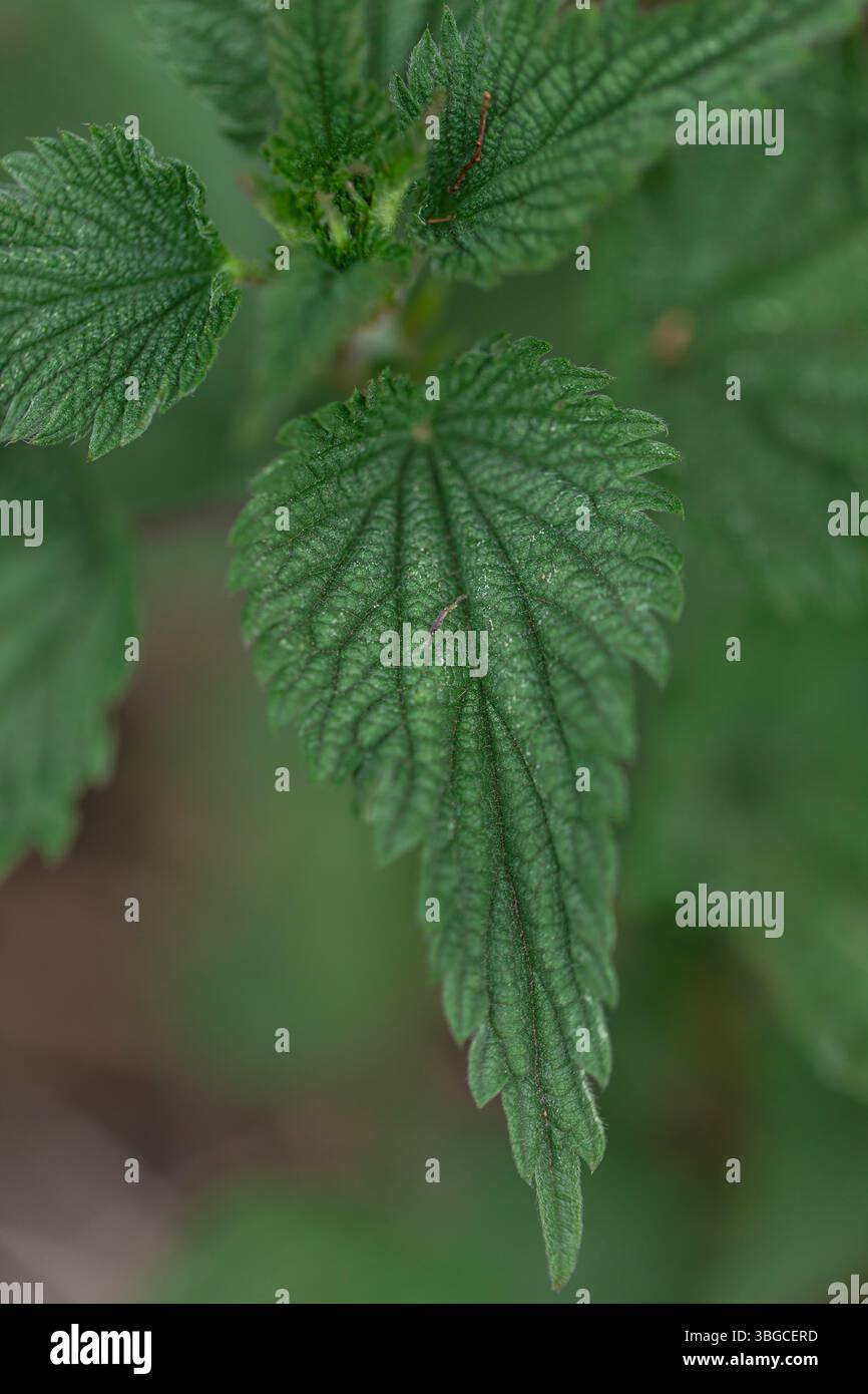 Macro haute résolution de feuilles d'ortie fraîches piquantes montrant des stries naturelles et des trichomes, adapté aux visuels de remèdes à base de plantes, guides de recherche de nourriture Banque D'Images
