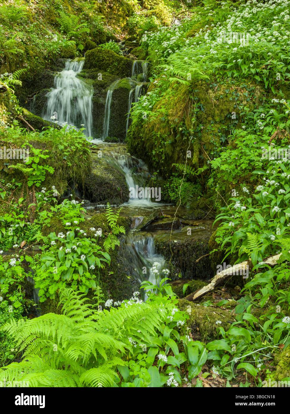 Une chute d'eau sur un petit affluent de la rivière West Lyn entourée d'ail sauvage entre Barbrook et Lynmouth, Exmoor National Park près de Lynton, Devon, Angleterre. Banque D'Images