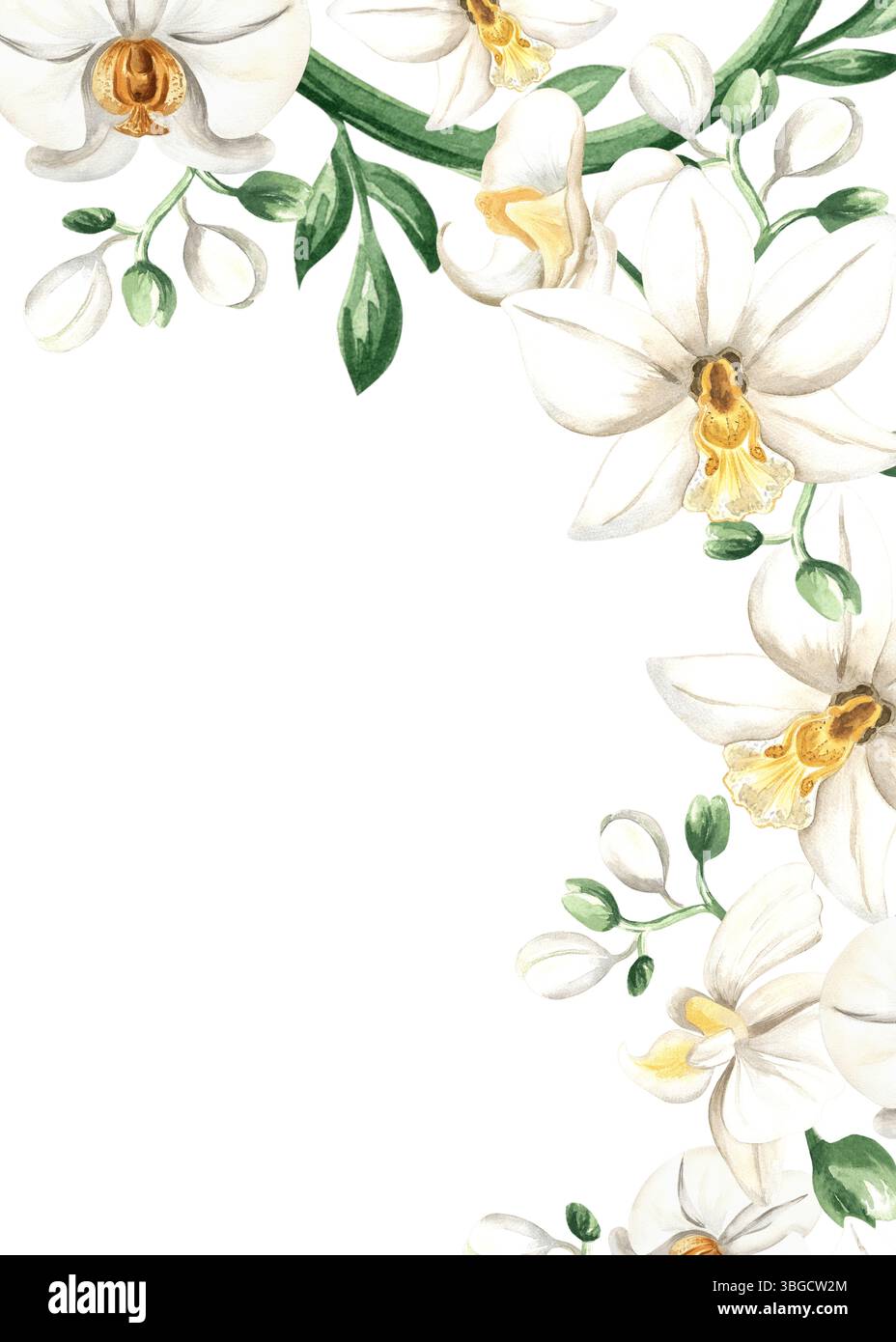 Fleurs d'orchidée blanche avec feuilles illustration isolée. Cadre d'angle floral tropical avec phalaenopsis. Modèle de carte postale botanique aquarelle avec Banque D'Images