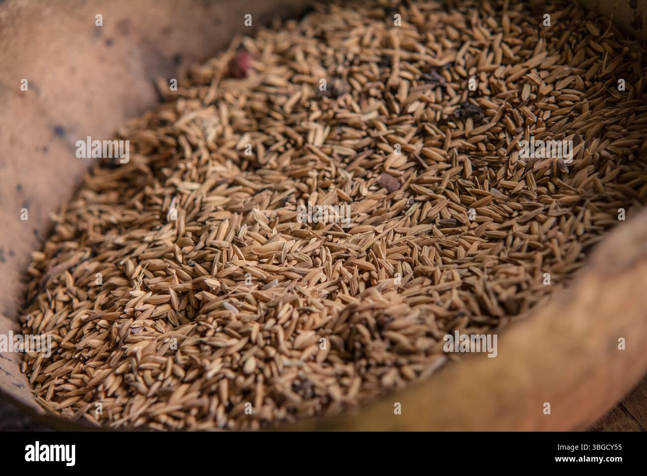 Gros plan de grains de riz non transformés nichés dans un bol en bois altéré, mettant en valeur l'essence agricole du montana redonda Banque D'Images