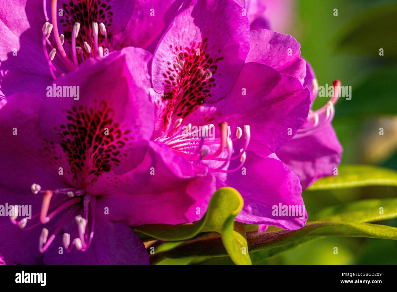 Macro détaillée de fleurs de rhododendrons roses en plein soleil, mettant en valeur les motifs de pétales tachetés et la structure florale délicate de cette plante ornementale Banque D'Images