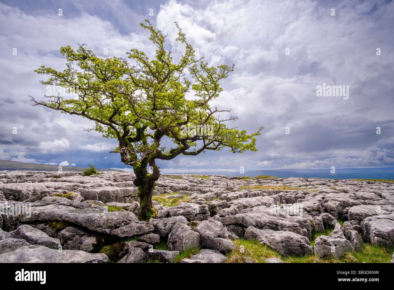 Angleterre, North Yorkshire, Twistleton Scar. Pavé calcaire et Hawthorn Tree à Twistleton Scar dans le parc national des Yorkshire Dales. Banque D'Images