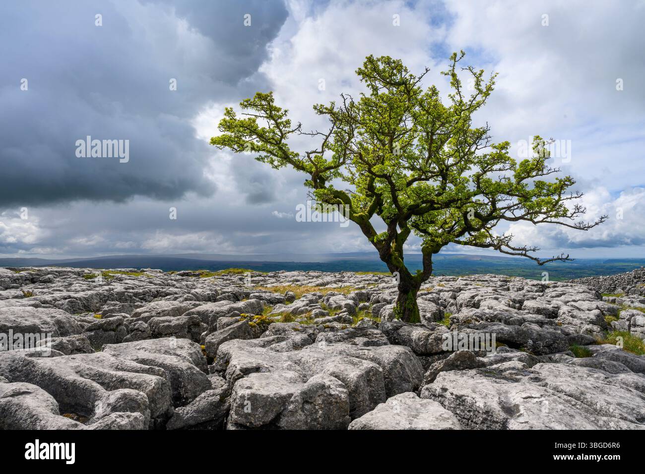 Angleterre, North Yorkshire, Twistleton Scar. Pavé calcaire et Hawthorn Tree à Twistleton Scar dans le parc national des Yorkshire Dales. Banque D'Images