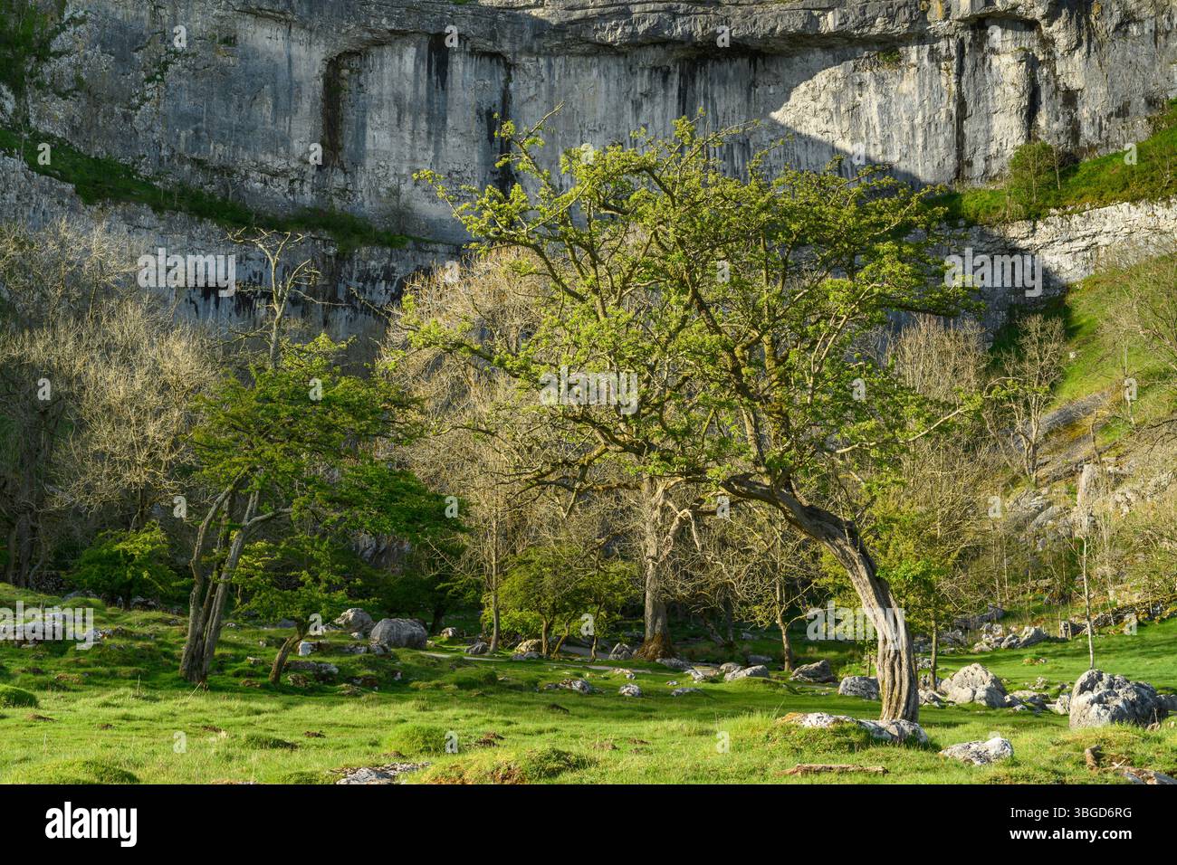 Angleterre, Yorkshire, Yorkshire Dales National Park. Les impressionnantes formations rocheuses naturelles / géologie des caractéristiques calcaires de Malham Cove dans le Yo Banque D'Images