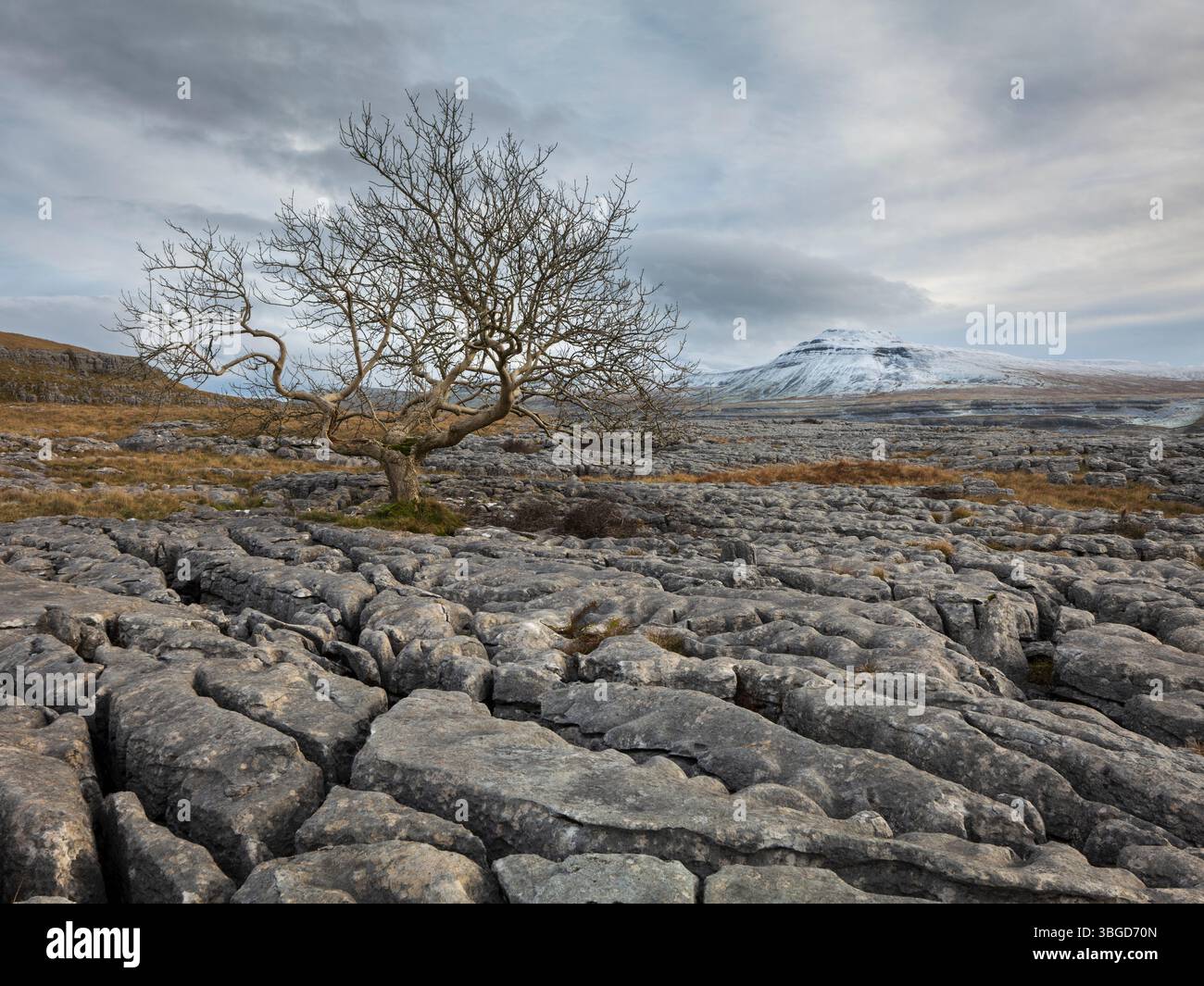 Angleterre, Yorkshire du Nord, Parc national des Yorkshire Dales. Un seul arbre dans la chaussée calcaire connu sous le nom de Twisleton cicatrices avec Ingleborough dans le dis Banque D'Images