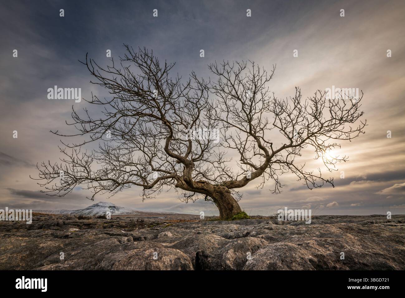 Angleterre, Yorkshire du Nord, Parc national des Yorkshire Dales. Un seul arbre dans la chaussée calcaire connu sous le nom de Twisleton cicatrices avec Ingleborough dans le dis Banque D'Images