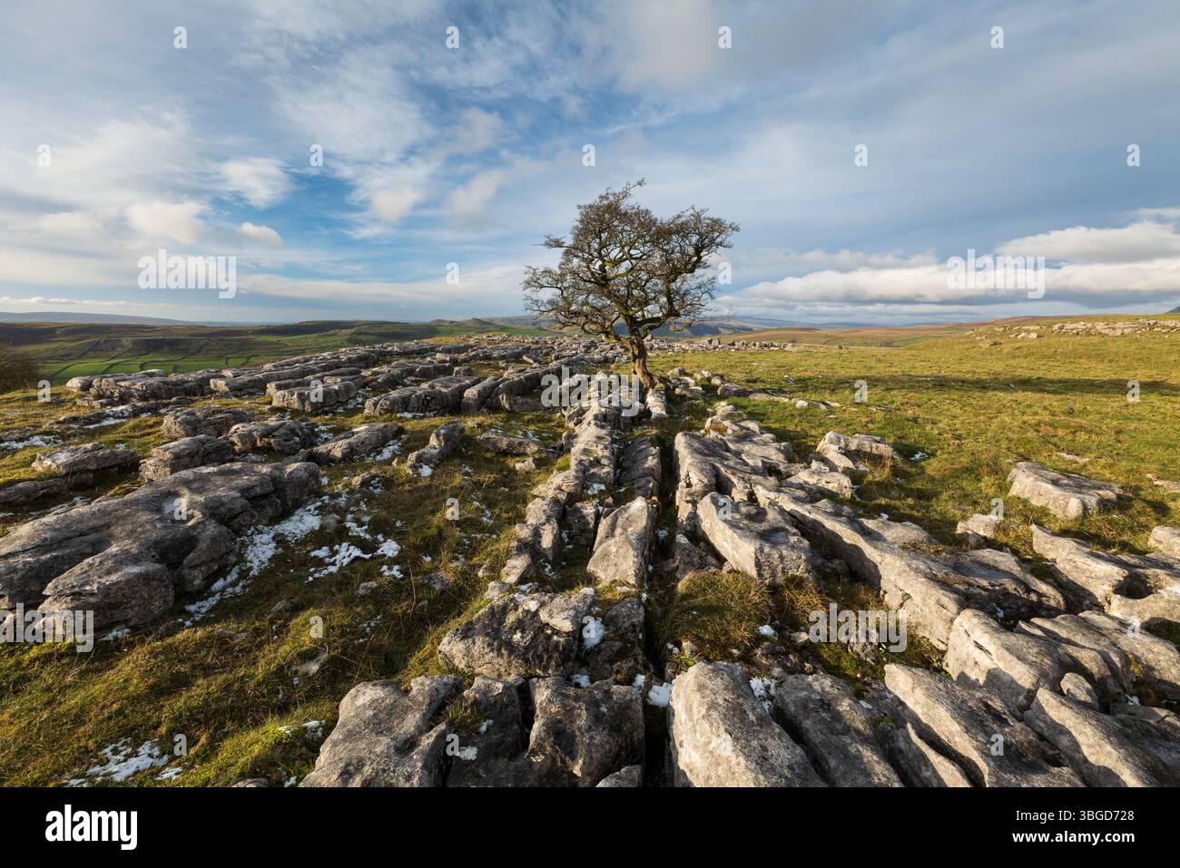 Angleterre, Yorkshire du Nord, Parc national des Yorkshire Dales. Pavé calcaire et un seul arbre à la réserve naturelle Winskill Stones dans les Yorkshire Dales Banque D'Images