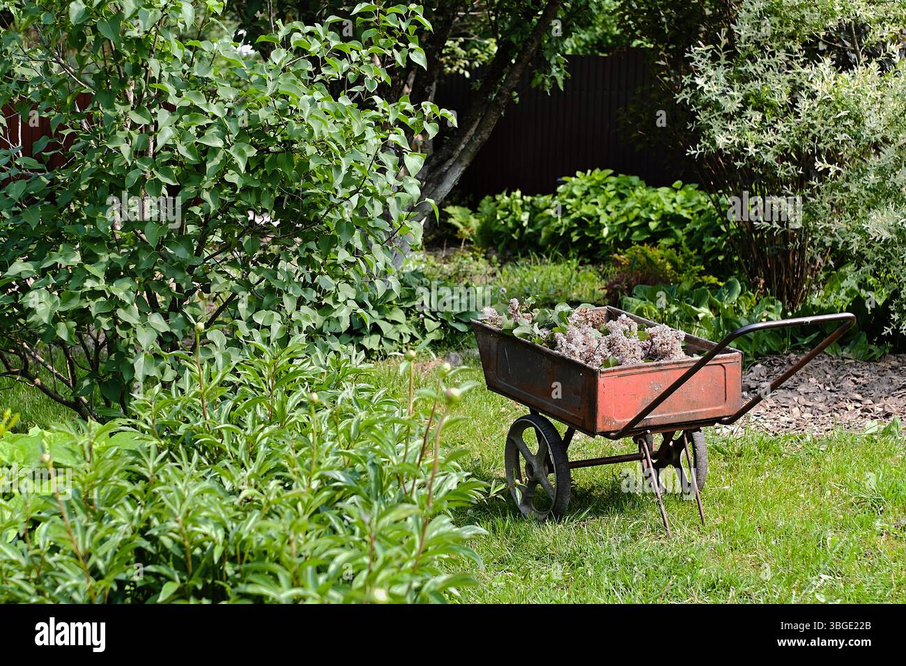Brouette en métal vintage remplie de fleurs de lilas fraîchement taillées se dresse sur l'herbe verte dans un jardin luxuriant. La scène met en valeur le jardin saisonnier Cleanu Banque D'Images